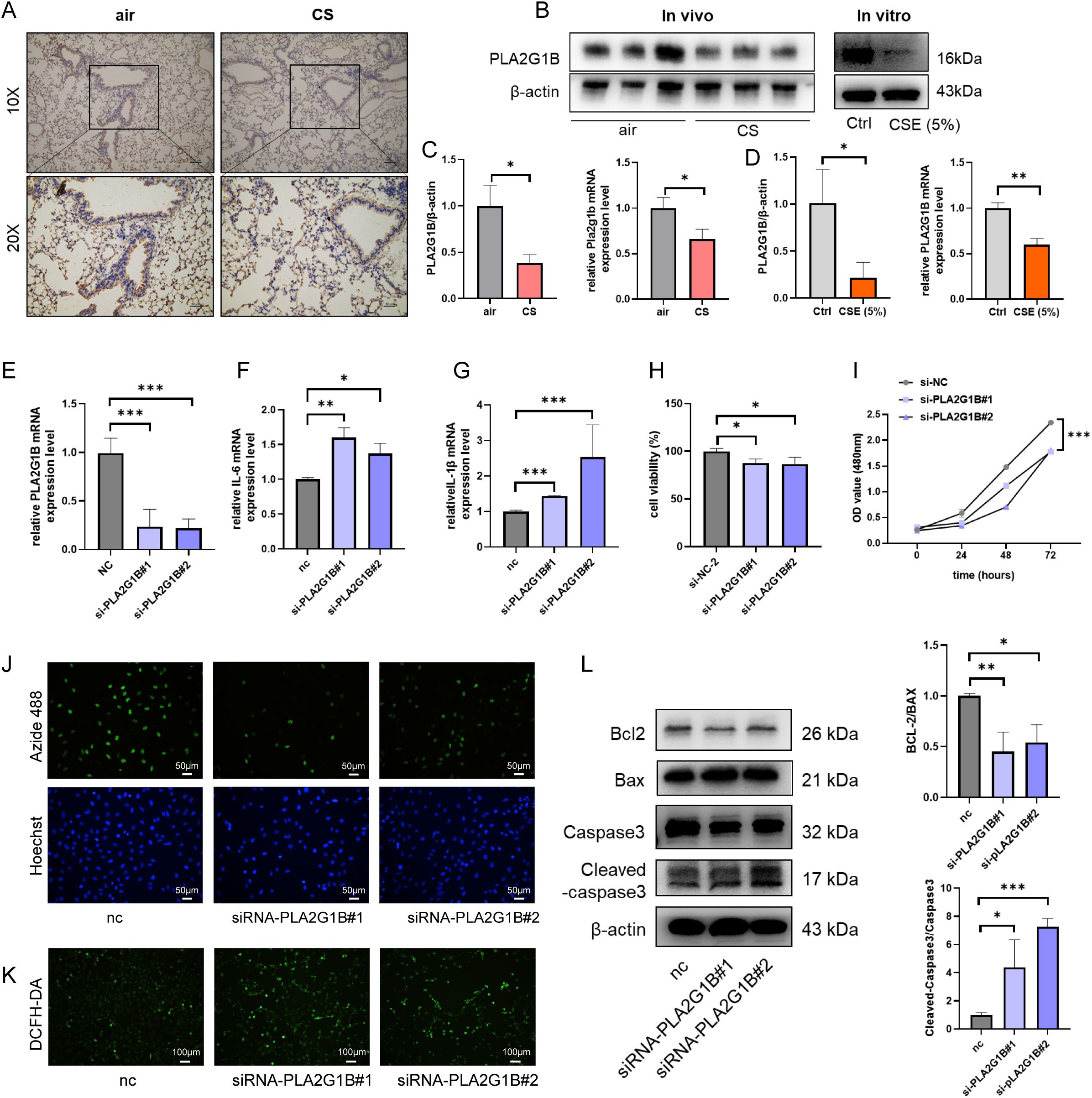 A series of scientific images and graphs related to the study of PLA2G1B expression and its effects. Panels A and B show immunohistochemistry and Western blot results, respectively, comparing PLA2G1B expression in air versus CS. Panels C and D display bar graphs quantifying relative expression levels. Panels E to G show mRNA expression levels for different siRNA treatments. Panel H presents cell viability percentages. Panel I depicts a line graph of optical density over time for different siRNA treatments. Panels J and K illustrate fluorescence images of cells, and Panel L shows Western blot results for apoptosis-related proteins Bcl2, Bax, and Caspase3, alongside bar graphs of their relative levels.