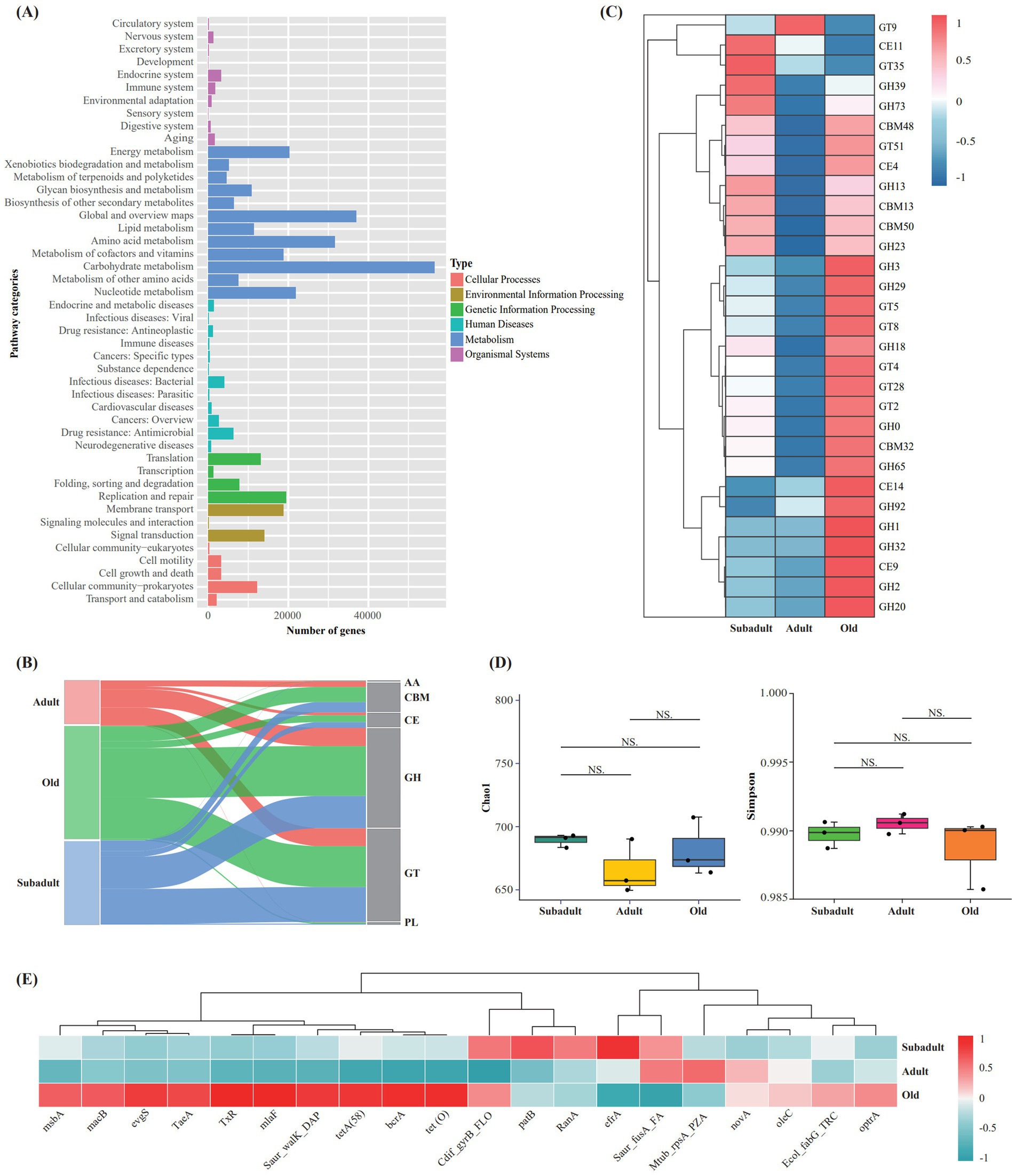 (A) Bar chart displaying numbers of genes across various pathway categories, color-coded by type such as cellular processes and organismal systems. (B) Sankey diagram showing gene flows among subadult, adult, and old stages with categories like AA, CBM, and GH. (C) Heat map with gene clusters comparing Subadult, Adult, and Old stages, color-coded to show expression levels. (D) Box plots comparing Chao1 and Simpson diversity indices among Subadult, Adult, and Old with non-significant differences indicated. (E) Heat map with hierarchical clustering of various genes at different life stages, showing expression levels.
