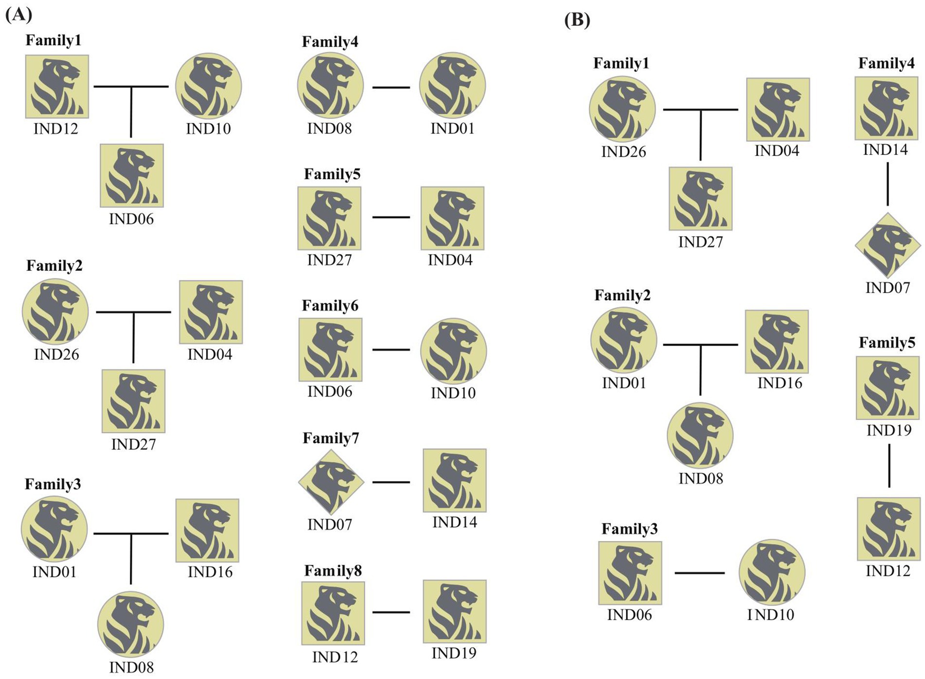 Pedigree diagrams labeled (A) and (B) display family trees. Each family is represented by identifiers such as IND12, IND10, organized into relationships. Lion icons denote individuals across families labeled 1 to 8.