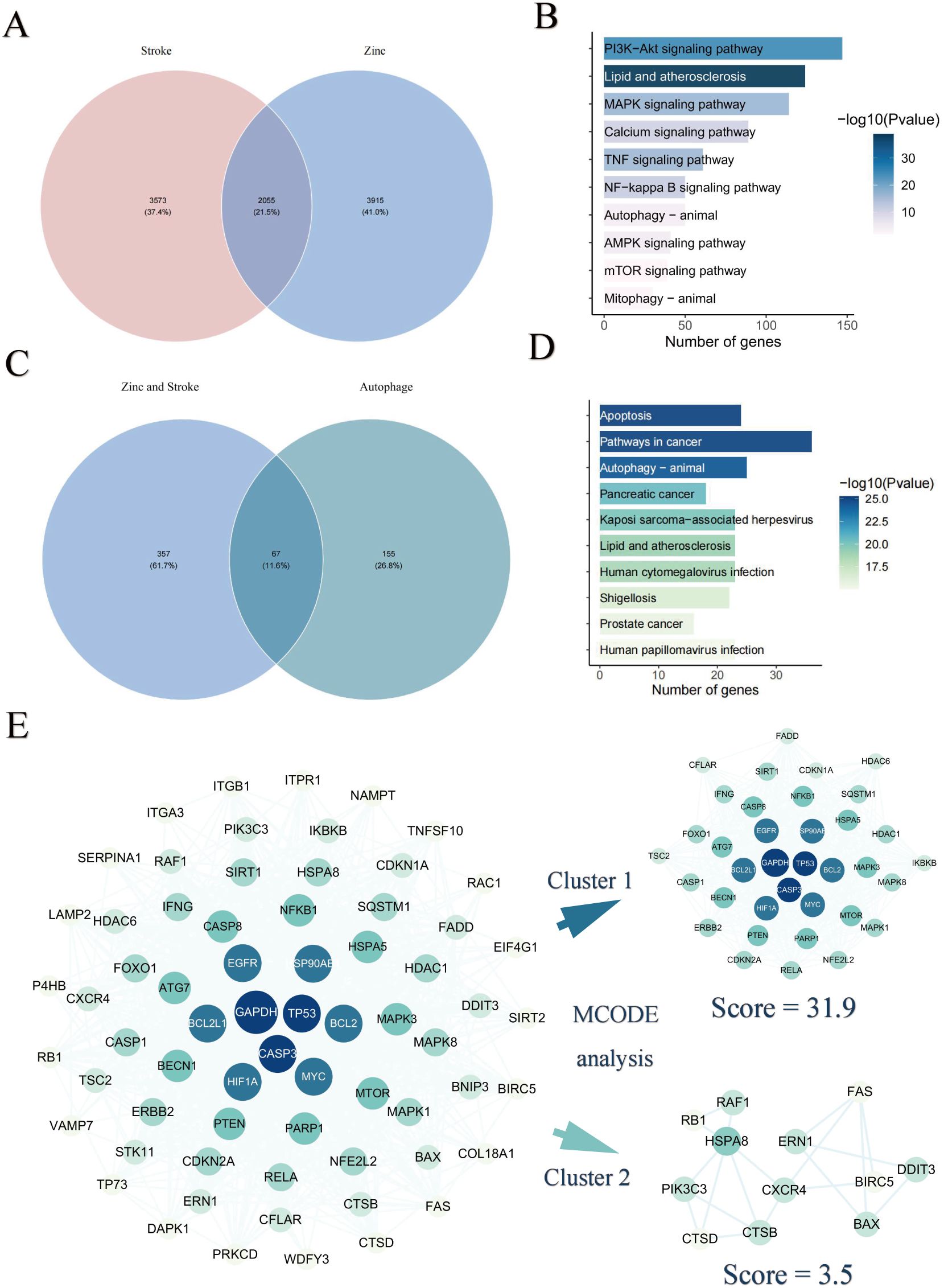 Venn diagrams and bar charts illustrate gene relationships. Image A shows overlap between stroke and zinc-related genes. Image C shows overlap between zinc-stroke and autophagy. Image B highlights pathways like PI3K-Akt and MAPK using a colored scale. Image D focuses on cancer and infection pathways, using a different color scale. Image E displays a network with clusters of genes, showing MCODE analysis with scores for two clusters, emphasizing key gene interactions.