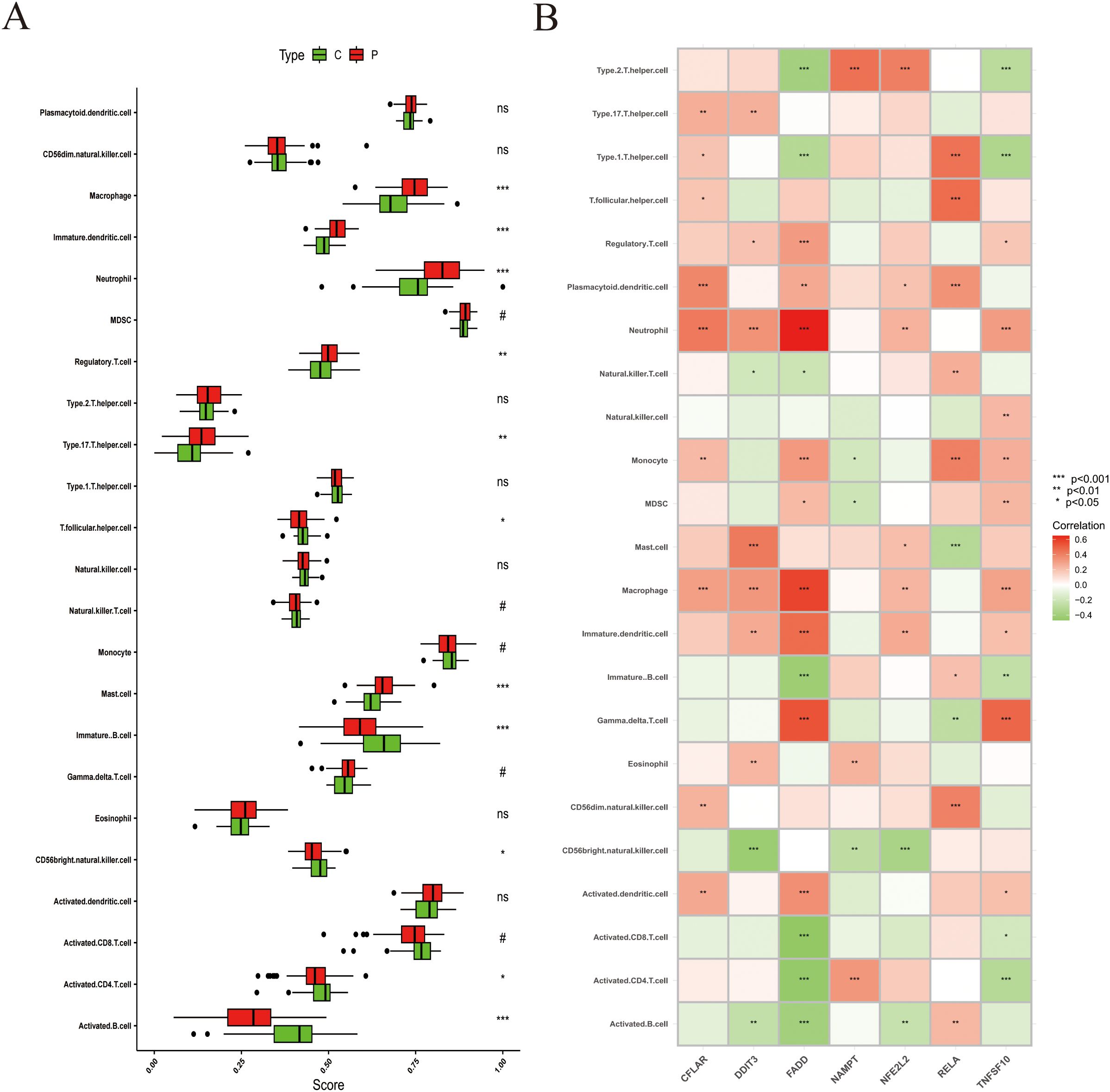 A two-part image shows immune cell data. Panel A contains box plots comparing immune cell scores between two groups labeled “C” (green) and “P” (red) for various cell types, such as macrophages and T-helper cells, with significance levels marked by symbols. Panel B features a heatmap indicating the correlation of multiple immune cells with gene expressions, represented by a color gradient from green (negative correlation) to red (positive correlation), with significance marked by asterisks.