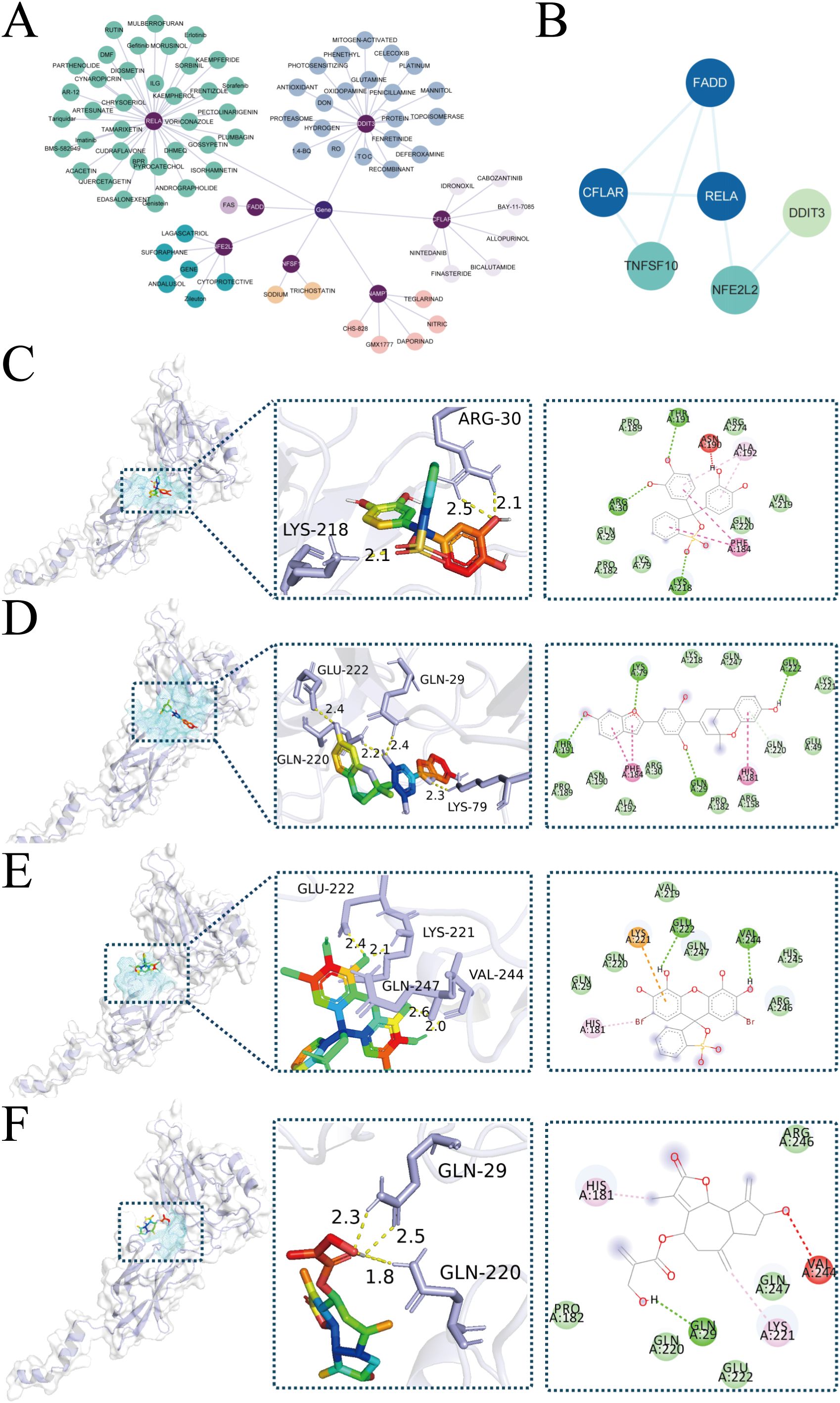 Multiple panels visualize molecular and interactome data. Panel A shows a network of interconnected nodes representing drugs and compounds. Panel B displays a network diagram depicting protein interactions among six proteins with connecting lines. Panels C to F illustrate protein-ligand interactions in 3D molecular structures, with close-up views highlighting specific amino acid interactions and annotations, alongside corresponding 2D interaction diagrams showing bonds and distances.