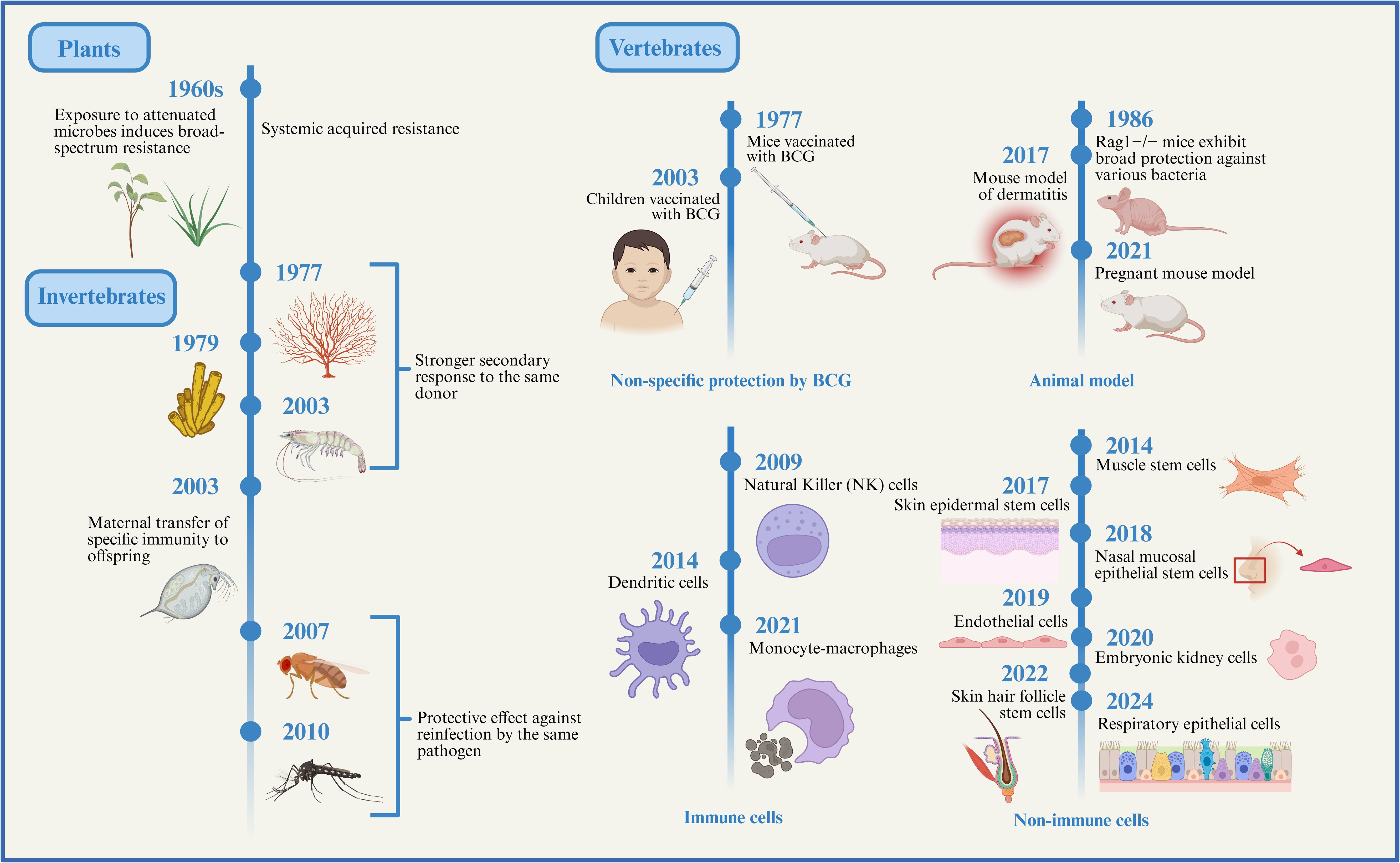 Timeline depicting immunological research advancements: Plants in the 1960s showed broad-spectrum resistance. Invertebrates from 1979 to 2010 exhibited specific immunity. Vertebrates in 1977 were vaccinated with BCG, showing non-specific protection and developments in animal models by 2021. Immune cells identified from 2009 to 2021 include NK cells and macrophages. Non-immune cells research from 2014 to 2024 covers various stem cells and epithelial cells.