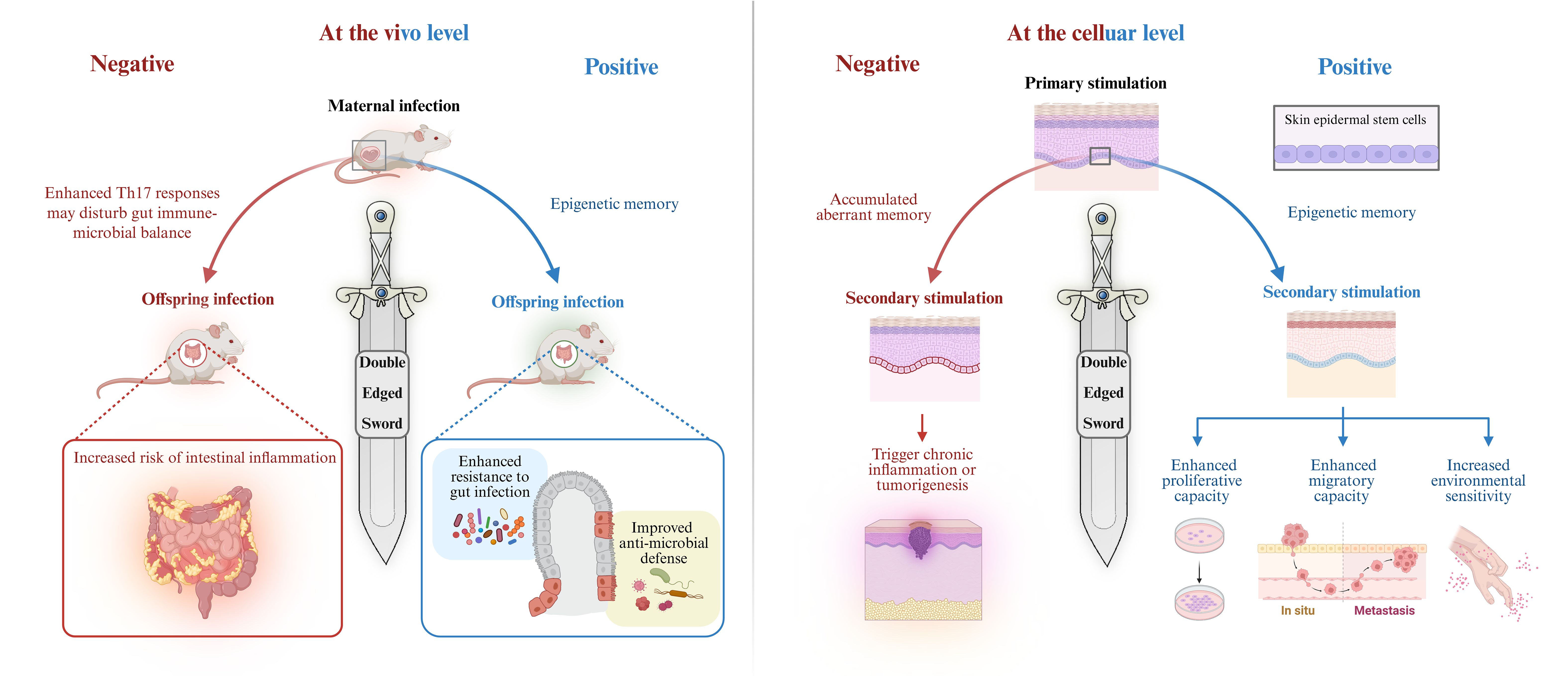 Diagram illustrating the dual effects of infection at the vivo and cellular levels. On the left, maternal infection leads to offspring infection, increasing Th17 responses and intestinal inflammation risk. On the right, primary cellular stimulation influences skin epidermal stem cells through epigenetic memory, enhancing antimicrobial defense and infection resistance or prompting chronic inflammation. A central double-edged sword symbolizes the contrasting outcomes: negative effects on the left and positive outcomes on the right, including enhanced proliferative, migratory capacity, and environmental sensitivity.
