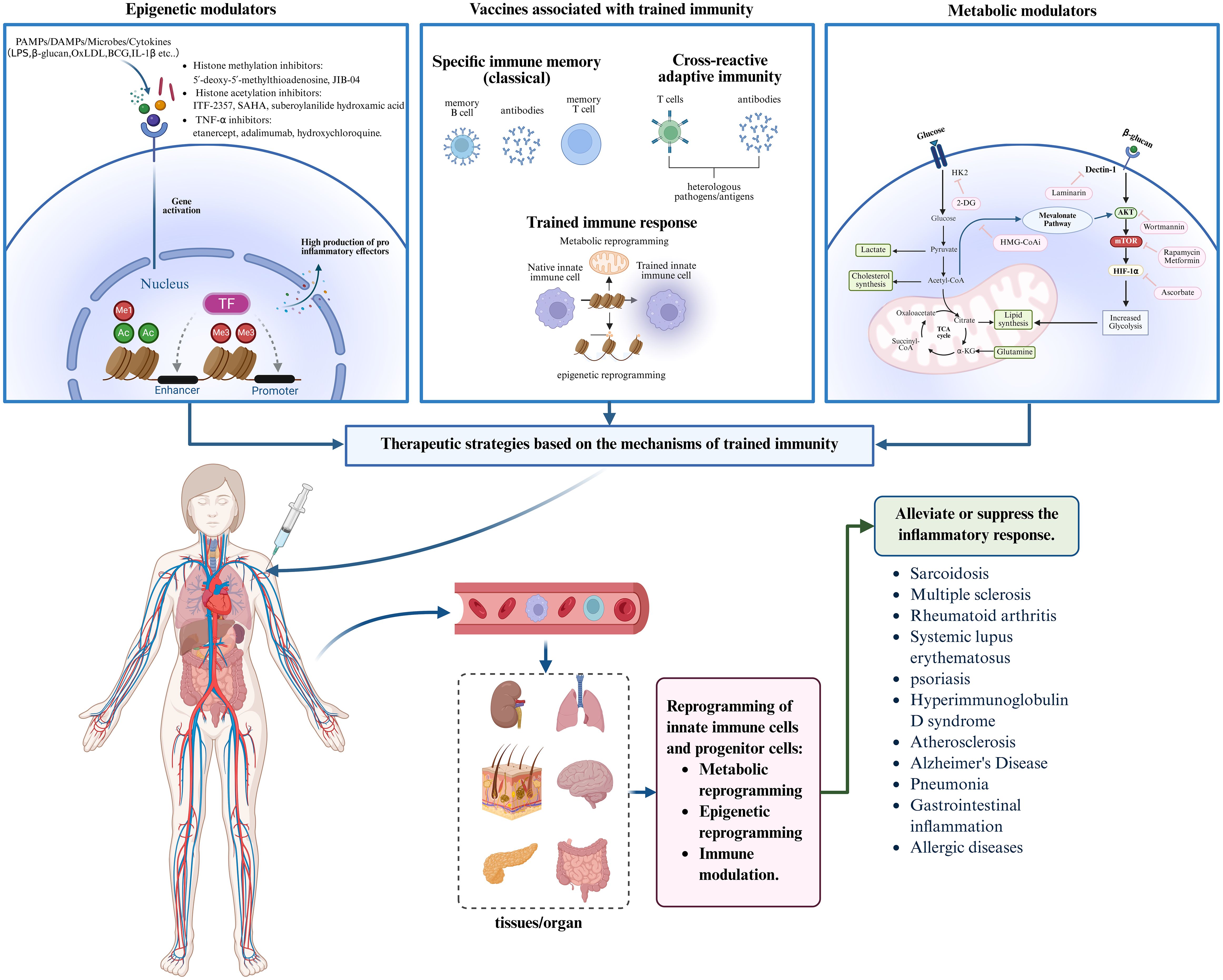 Diagram illustrating therapeutic strategies using trained immunity. The top row shows epigenetic modulators, vaccines for specific and cross-reactive immunity, and metabolic modulators. Below, a human figure with an injection and organ icons depict targeted therapy. Right side lists conditions like sarcoidosis and Alzheimer's disease that can benefit from this approach. The chart uses arrows to demonstrate relationships between components, emphasizing reprogramming and immune modulation techniques to suppress inflammation.