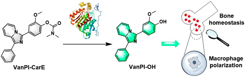 Frontiers | A fluorescent probe with a vanillin–pyridine