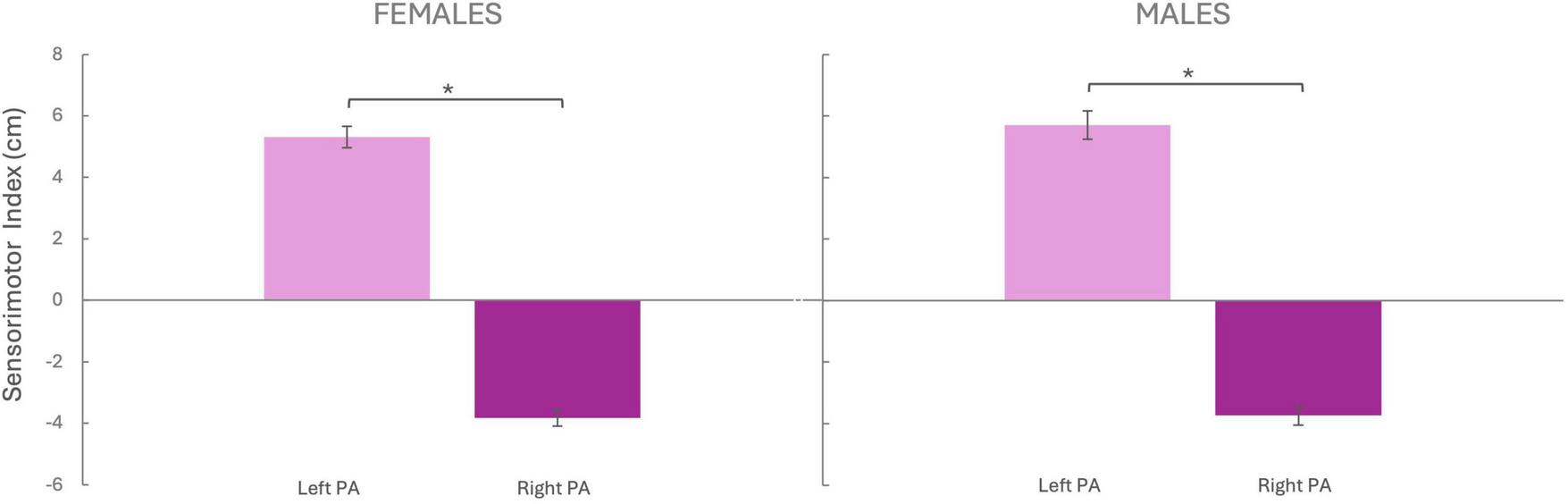 Bar graph showing Sensorimotor Index (cm) comparing Left PA and Right PA for females and males. Females and males both display higher indices for Left PA. An asterisk indicates a significant difference between Left and Right PA for both groups.