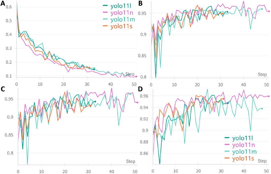 Four line graphs labeled A, B, C, and D compare the performance of YOLO models yolo11l, yolo11n, yolo11m, and yolo11s across 50 steps. Graph A shows a decrease in values; graphs B, C, and D show various levels of increase and fluctuation. Each model is distinctly colored: teal for yolo11l, pink for yolo11n, turquoise for yolo11m, and orange for yolo11s.