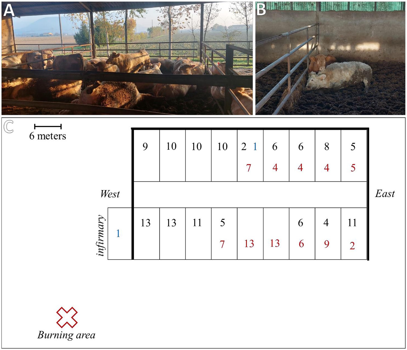 Panel A shows dead cattle in a barn. Panel B depicts two cattle, one of which is sick, lying in a pen. Panel C is a diagram of a barn structure with labeled sections and an area marked “Combustion Area” outside. The diagram includes the numbers of healthy, dead, and sick animals in black, red, and blue.
