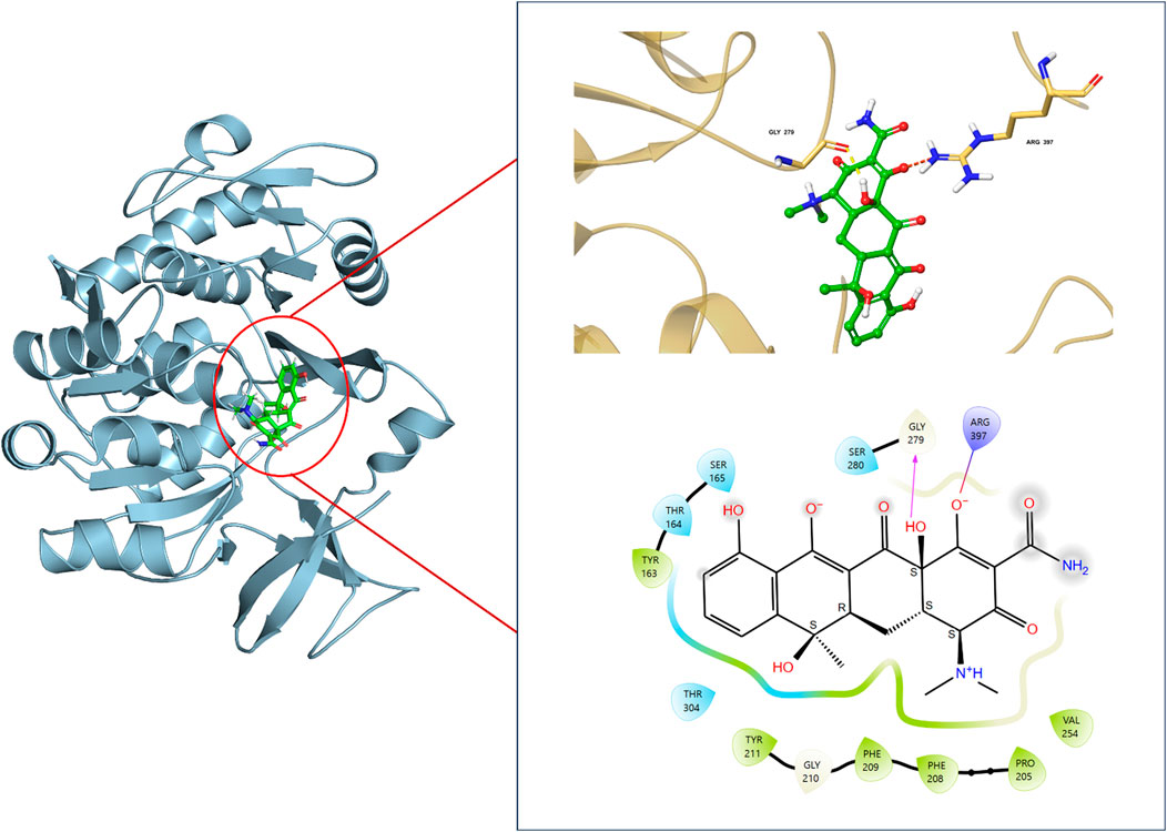 Protein structure diagram showing a complex with ligands highlighted in green, detailed in an enlarged view on the right. The upper right panel shows molecular interactions, while the lower right panel presents a chemical structure with labeled amino acids, including TYR, SER, GLY, and ARG. Red circles and lines emphasize binding sites.
