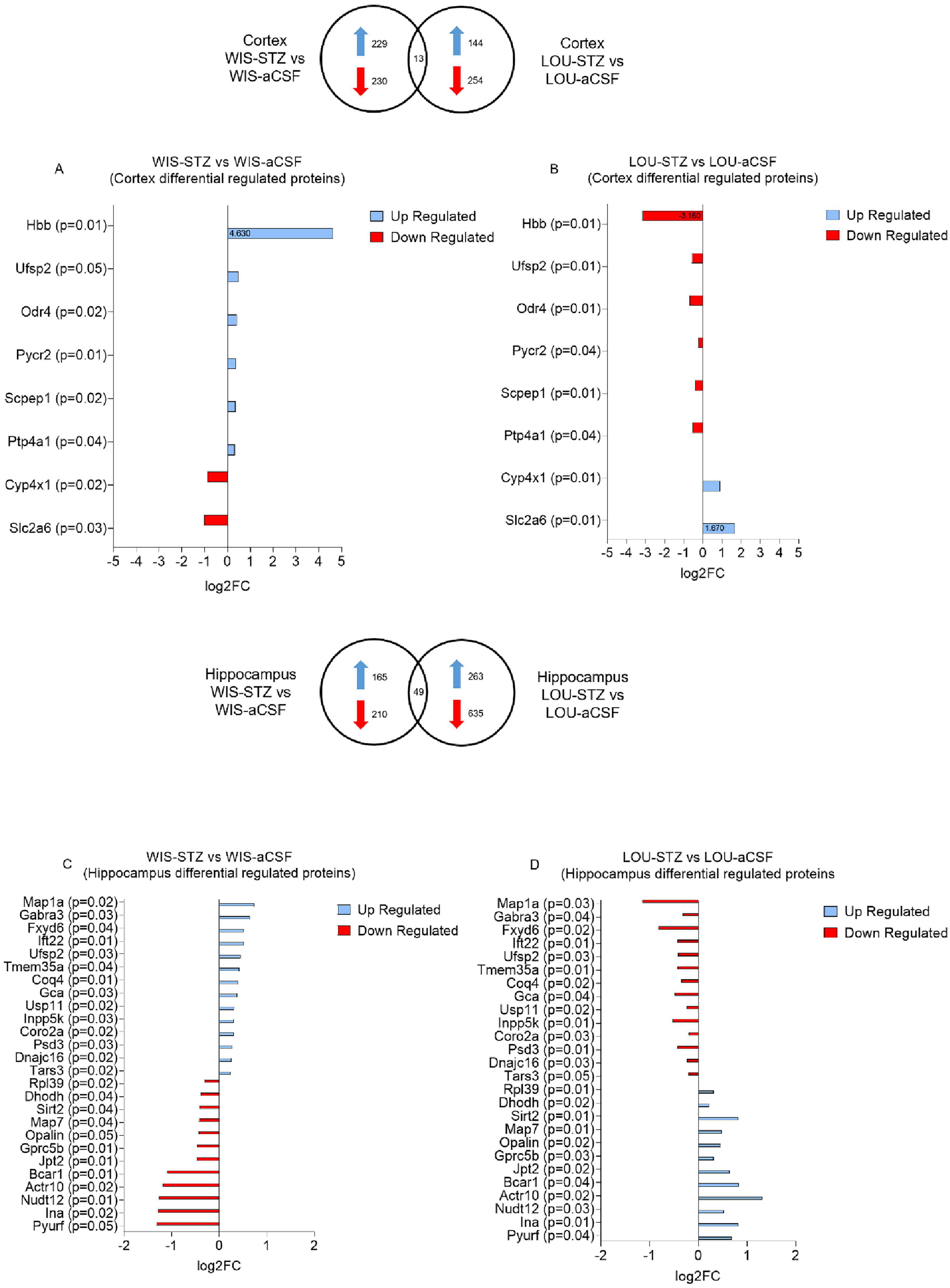 Venn diagrams and bar charts depicting differential protein regulation in the cortex and hippocampus. Each bar chart compares two scenarios: WIS-STZ vs. WIS-aCSF and LOU-STZ vs. LOU-aCSF. Upregulated proteins are marked in blue and downregulated in red. Panels A and B show cortex data; Panels C and D show hippocampus data. Venn diagrams indicate the number of proteins regulated uniquely or in common between conditions. Proteins such as Hbb, Ufsp2, and others are displayed with corresponding p-values and log2FC values.
