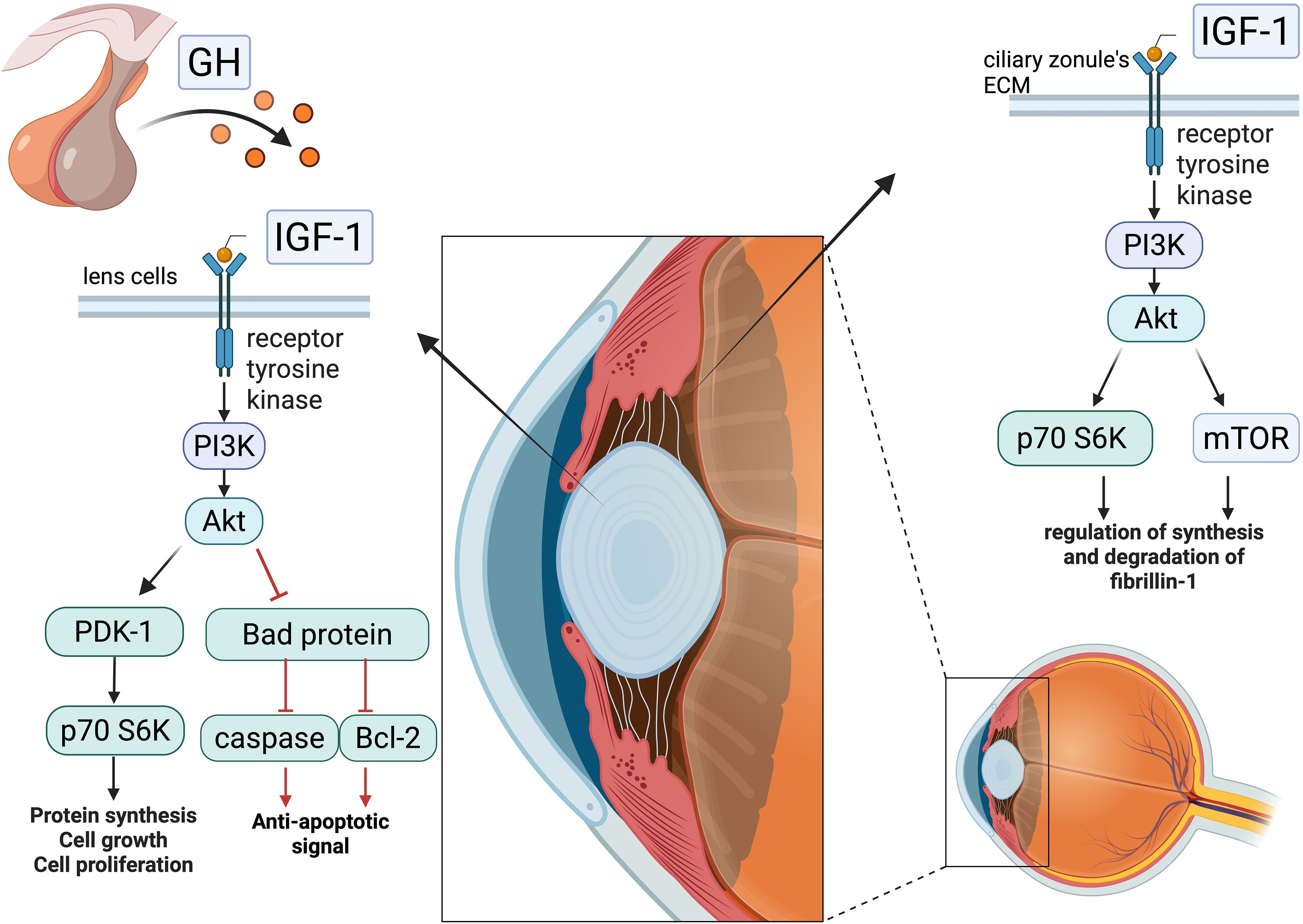 Diagram illustrating the signaling pathways of growth hormone (GH) and insulin-like growth factor 1 (IGF-1) in eye lens cells and ciliary zonules. GH induces IGF-1, activating receptor tyrosine kinase, which triggers PI3K and Akt pathways. In lens cells, Akt influences PDK-1 and bad protein, leading to protein synthesis, cell growth, proliferation, and anti-apoptotic signals. In ciliary zonules, Akt impacts p70 S6K and mTOR, regulating synthesis and degradation of fibrillin-1. The central cross-section of the eye highlights the lens.