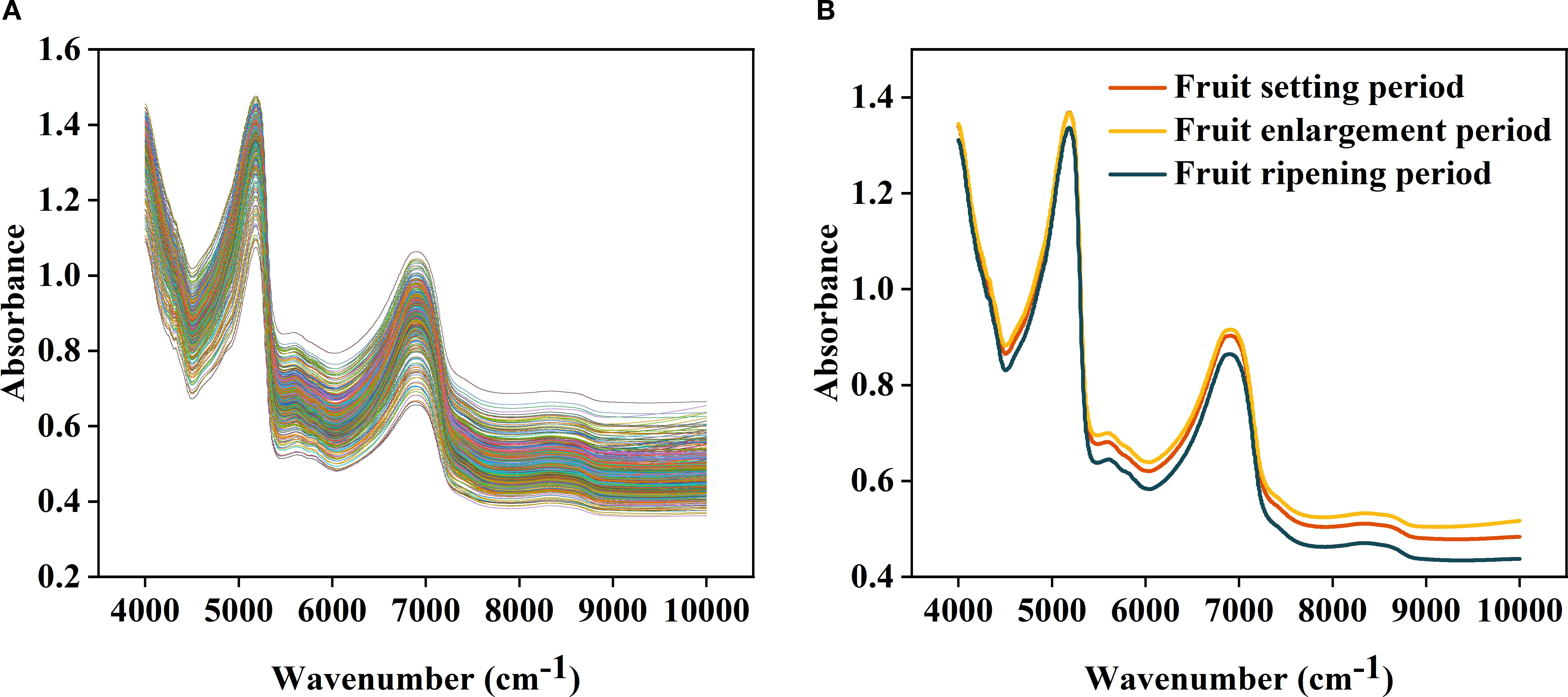 Graph A shows multiple spectral lines depicting absorbance versus wavenumber, ranging from 4000 to 10000 inverse centimeters. Graph B illustrates clustered spectral lines representing fruit setting, enlargement, and ripening periods, distinguishing between them by color. Both graphs measure absorbance from 0.2 to 1.6.
