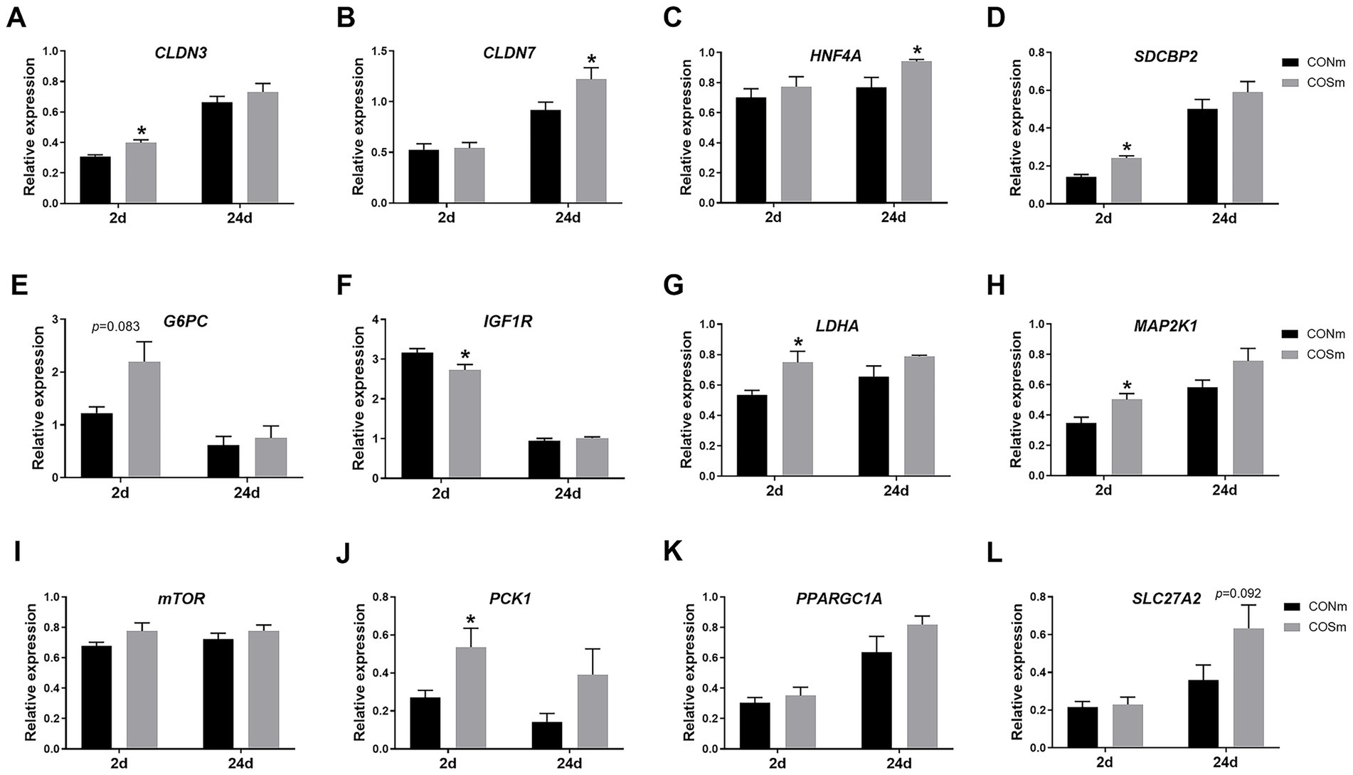 Bar graphs labeled A to L show relative gene expression at 2 and 24 days for different genes: CLDN3, CLDN7, HNF4A, SDCBP2, G6PC, IGF1R, LDHA, MAP2K1, mTOR, PCK1, PPARGC1A, and SLC27A2. The black bars represent CONm and gray bars represent COSm. Significant differences are marked with an asterisk.