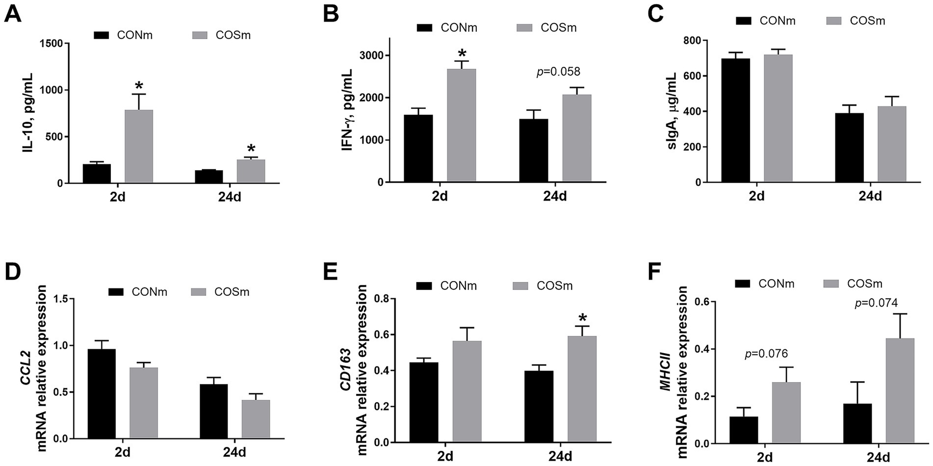 Bar graphs labeled A to F compare various biomarkers and gene expressions between two groups, CONm and COSm, over two and twenty-four days. Graph A shows significantly higher IL-10 levels in COSm, both days. Graph B shows higher IFN-γ levels at two days in COSm. Graph C shows similar sIgA levels. Graph D shows similar CCL2 expression in CONm and COSm. Graph E shows higher CD163 expression in COSm at twenty-four days. Graph F shows a trend toward higher MHCII expression in COSm at two and twenty-four days, with p-values indicating significance levels.