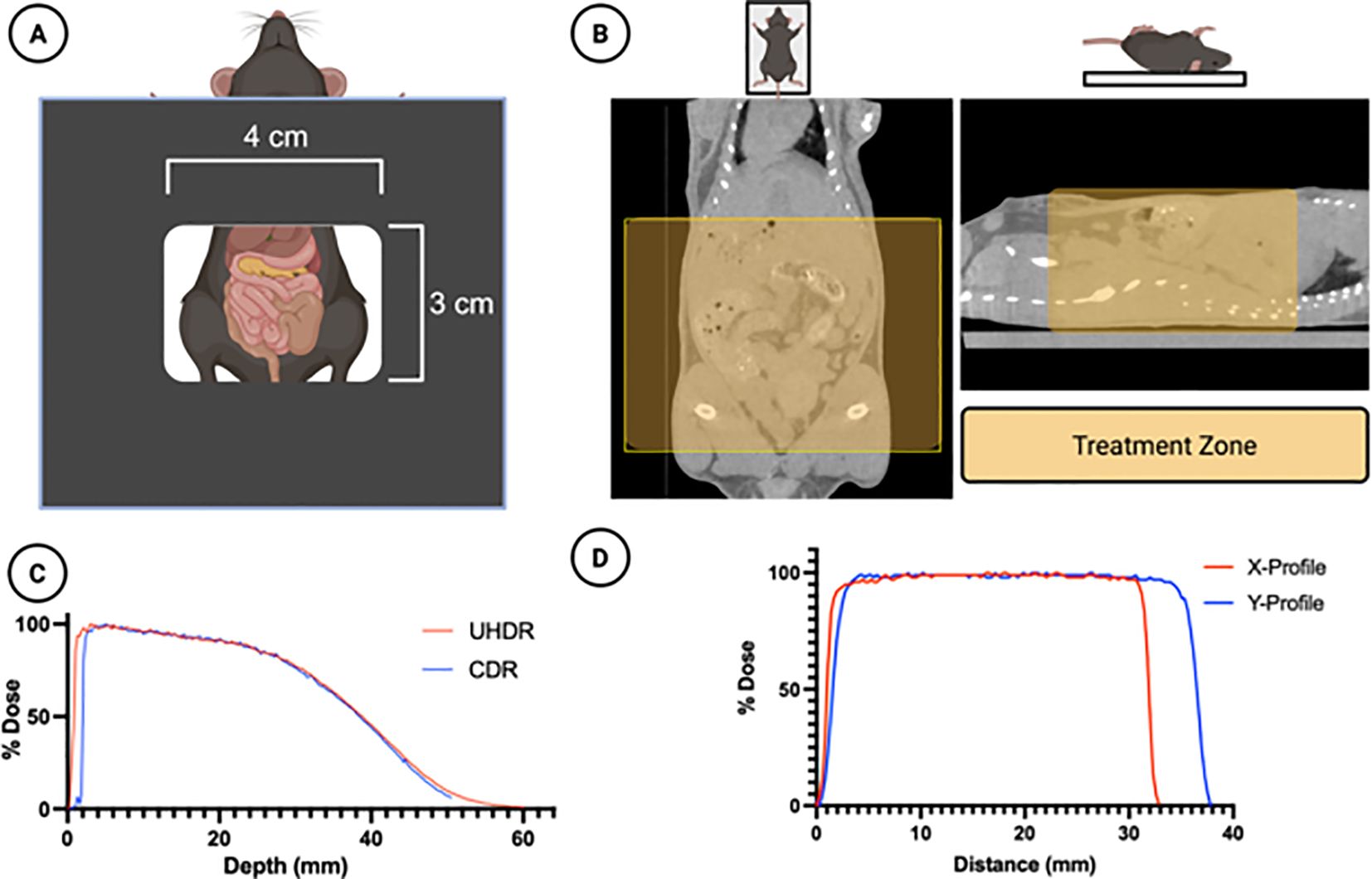 Diagram illustrating a mouse study with radiation treatment. Panel A shows a top-down view of a mouse with a marked 4 cm by 3 cm area on the abdomen. Panel B displays CT scan images with a highlighted treatment zone on a mouse. Panels C and D present graphs of radiation dose versus depth and distance, comparing ultra-high dose rate (UHDR) and conventional dose rate (CDR), with profiles labeled in red and blue.