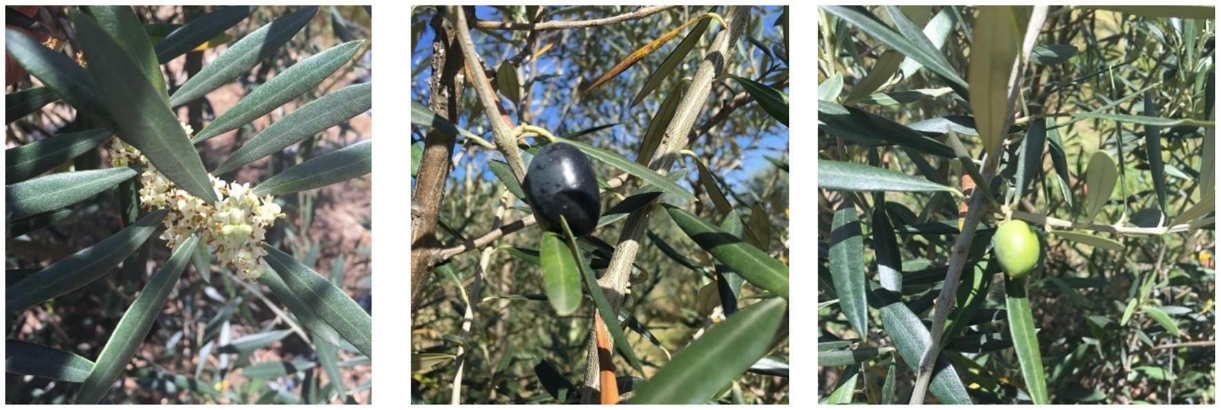 Three images showing various stages of olive development. The first image depicts olive blossoms among green leaves. The second image shows a ripe black olive hanging from a branch. The third image features an unripe green olive on the tree.