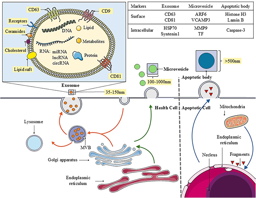 Illustration depicting the role of extracellular vesicles (EVs) in cardiovascular diseases (CVDs). Left section shows various cell types: endothelial, erythrocyte, platelet, monocyte, foam cell, smooth muscle, and myocardial. Arrows indicate mechanisms, diagnostic methods, and potential therapeutic effects of EVs in CVDs. Right section illustrates related conditions: valvular heart disease, myocardial infarction, hypertension, heart failure, stroke, and atherosclerosis. Middle includes diagnostic samples like serum and urine, and potential sources like stem cells, plants, and milk.