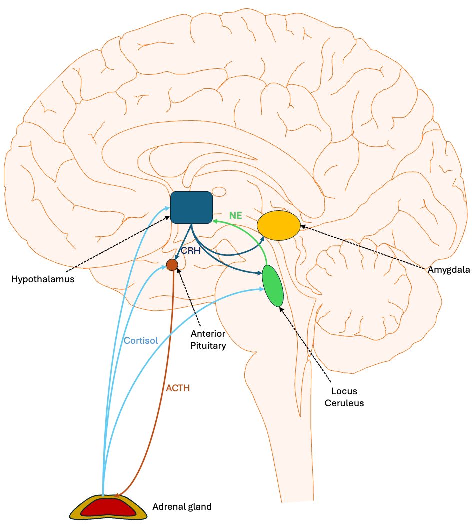 Diagram of the brain illustrating the HPA axis and stress response pathways. It highlights the hypothalamus, anterior pituitary, adrenal gland, locus ceruleus, and amygdala. Arrows indicate the flow of CRH, ACTH, cortisol, and norepinephrine between these regions.