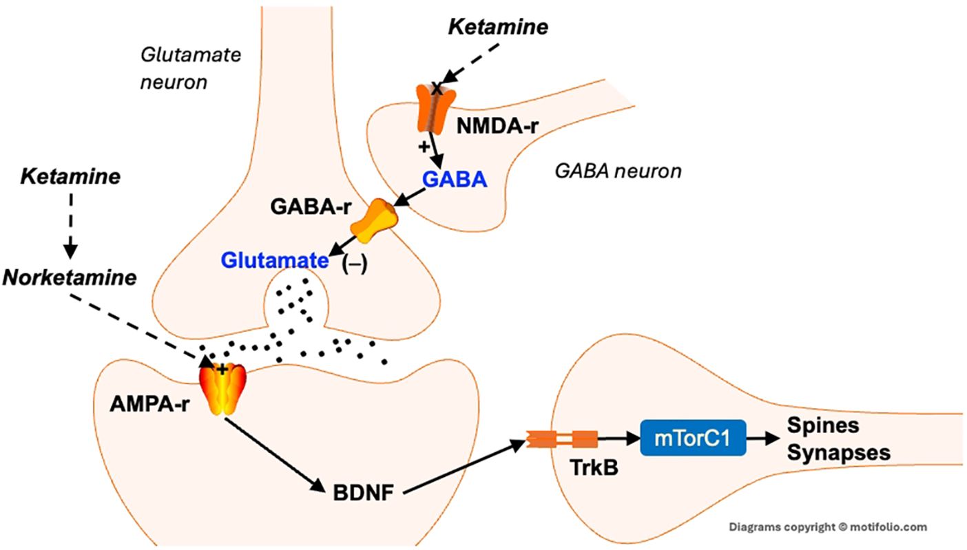 Diagram illustrating the neural mechanism of ketamine. Ketamine inhibits NMDA receptors on GABA neurons, reducing GABA release. This disinhibits glutamate neurons, increasing glutamate and activating AMPA receptors. The activation leads to BDNF release, which interacts with TrkB receptors, subsequently activating mTorC1. This pathway results in increased synaptic spines and synapses. The diagram also notes the conversion of ketamine to norketamine.