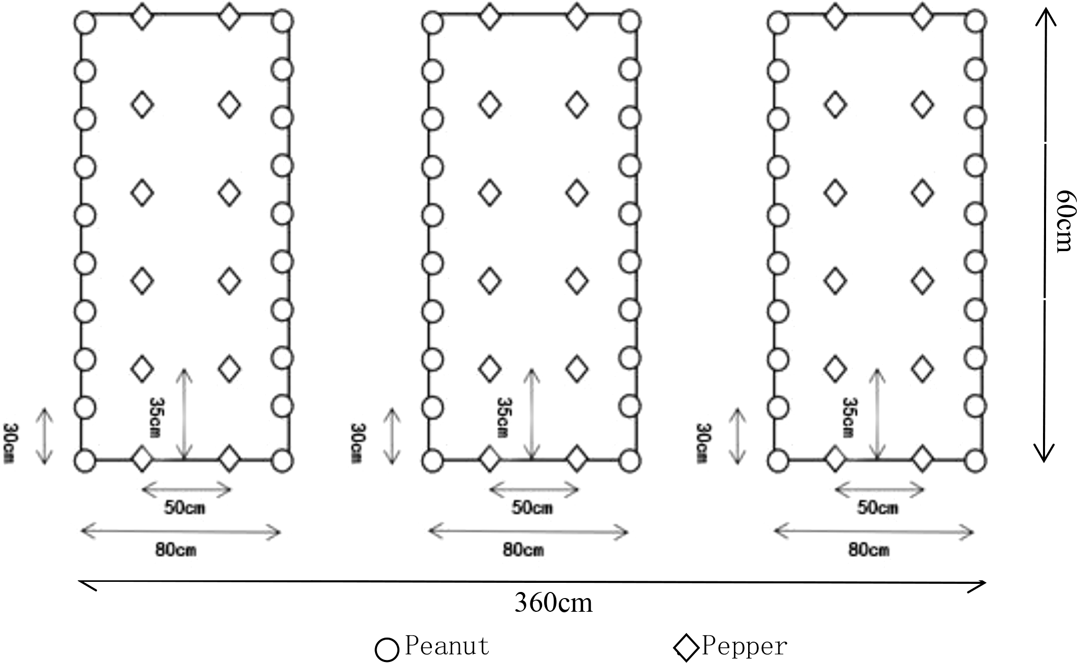 Diagram showing three garden plots, each measuring 360 centimeters by 60 centimeters. Each plot contains circles and diamonds, representing peanuts and peppers, respectively. Peanuts are along the edges, spaced 50 centimeters apart and 30 centimeters from the plots' ends. Peppers are centered, spaced at 35 centimeters intervals.