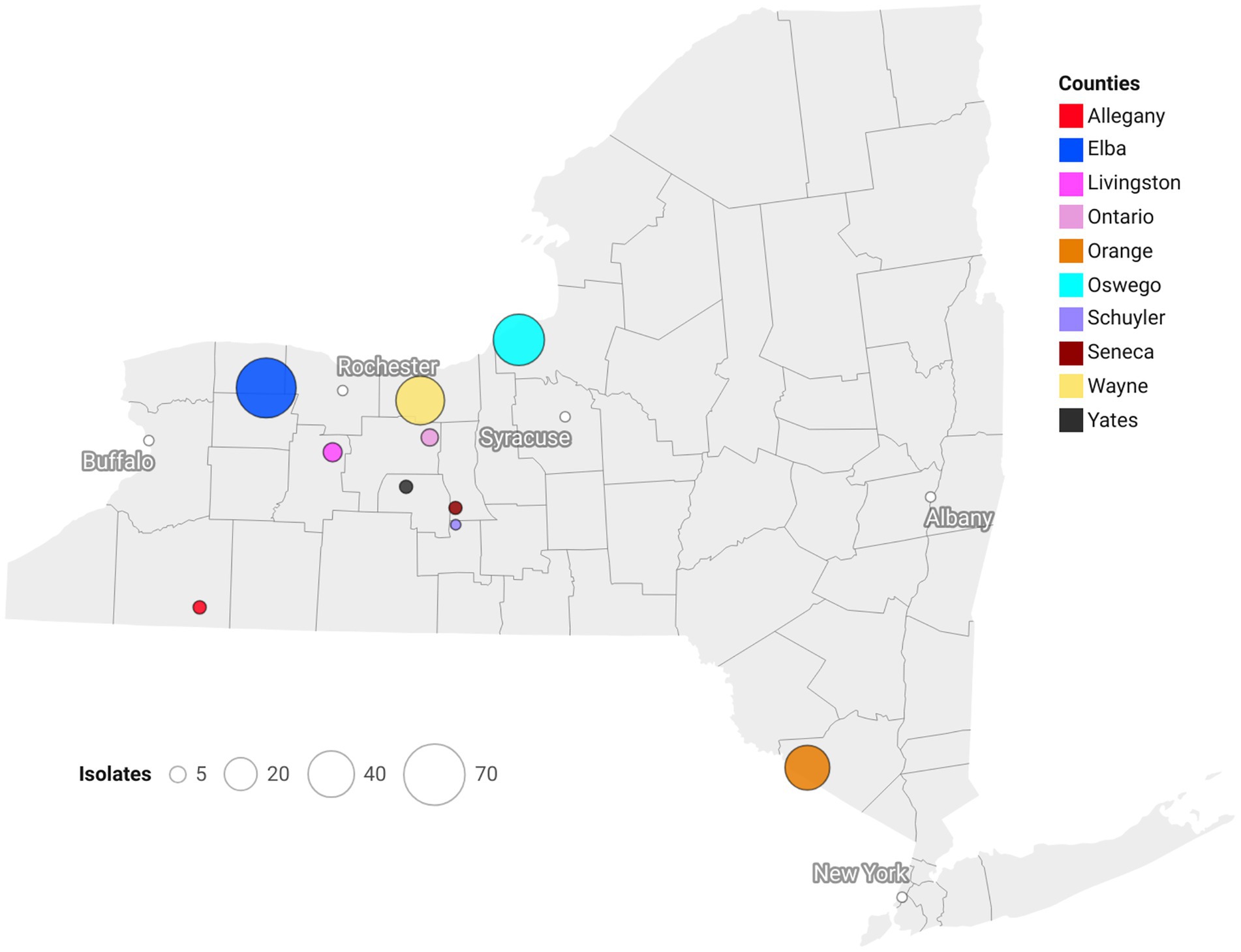 Map of New York State displaying isolate data across various counties. Counties are color-coded: Allegany (red), Elba (blue), Livingston (pink), Ontario (purple), Orange (orange), Oswego, Schuyler, Seneca (brown), Wayne (yellow), and Yates (black). Circle size indicates the number of isolates, with sizes ranging from five to seventy. Key cities include Buffalo, Rochester, Syracuse, Albany, and New York.