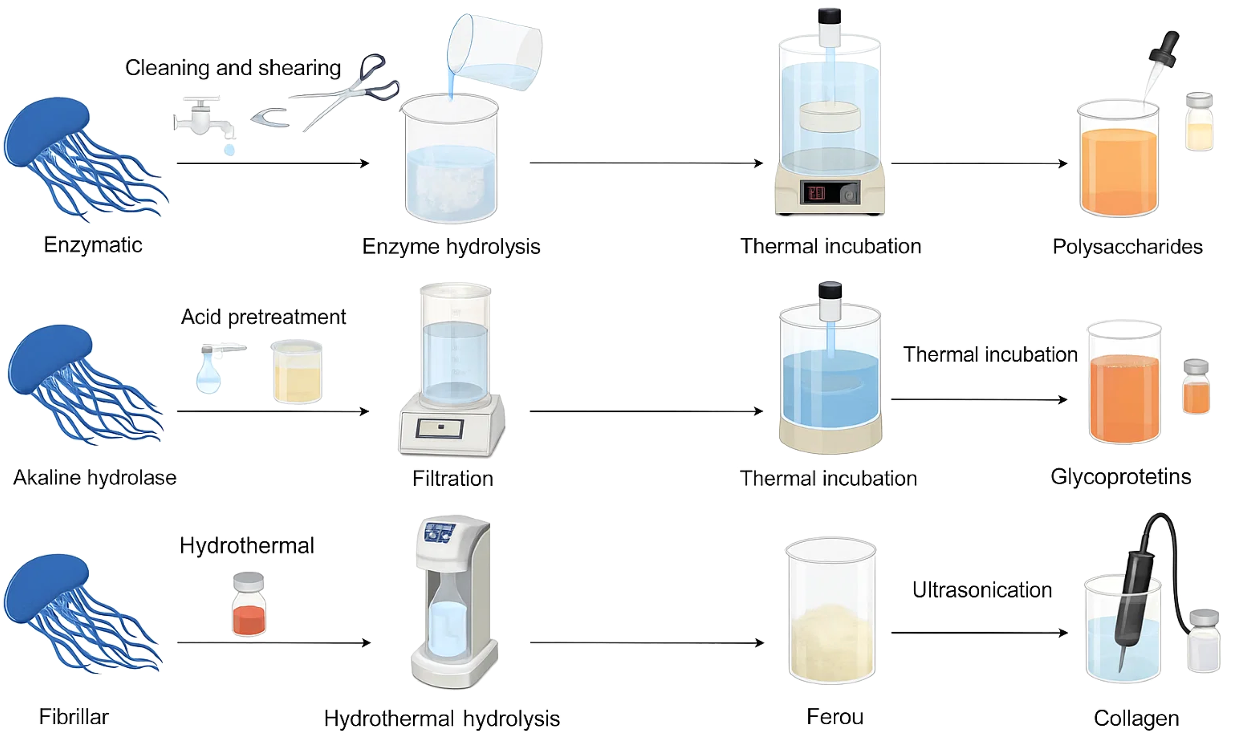Diagram showing processes to extract polysaccharides, glycoproteins, and collagen from jellyfish using different methods. The enzymatic pathway involves cleaning, enzyme hydrolysis, and thermal incubation to produce polysaccharides. The alkaline hydrolysis pathway includes acid pretreatment, filtration, and thermal incubation for glycoproteins. The fibrillar pathway uses hydrothermal hydrolysis and ultrasonication to produce collagen. Various equipment like beakers, incubators, and ultrasonicator illustrate the processes.
