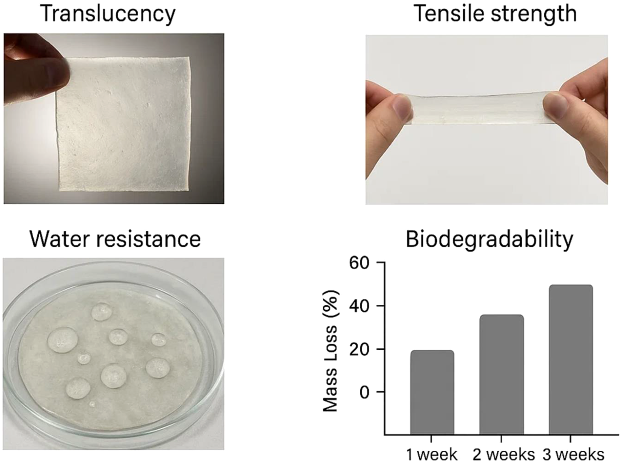 Translucency shown by a thin sheet backlit, tensile strength illustrated by stretching, water resistance demonstrated with a wet sheet in a petri dish, and biodegradability depicted in a bar chart showing mass loss over three weeks.