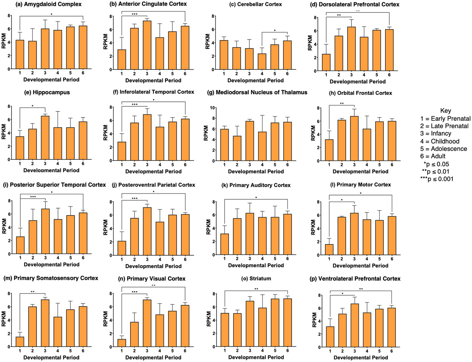 Bar graphs displaying RPKM values across six developmental periods for sixteen brain regions. Each graph shows mean expression levels with significant differences marked by asterisks. Brain regions include the amygdaloid complex, anterior cingulate cortex, cerebellar cortex, dorsolateral prefrontal cortex, among others. The key indicates developmental periods: early prenatal, late prenatal, infancy, childhood, adolescence, and adult. Statistical significance is denoted by * for p ≤ 0.05, ** for p ≤ 0.01, and *** for p ≤ 0.001.