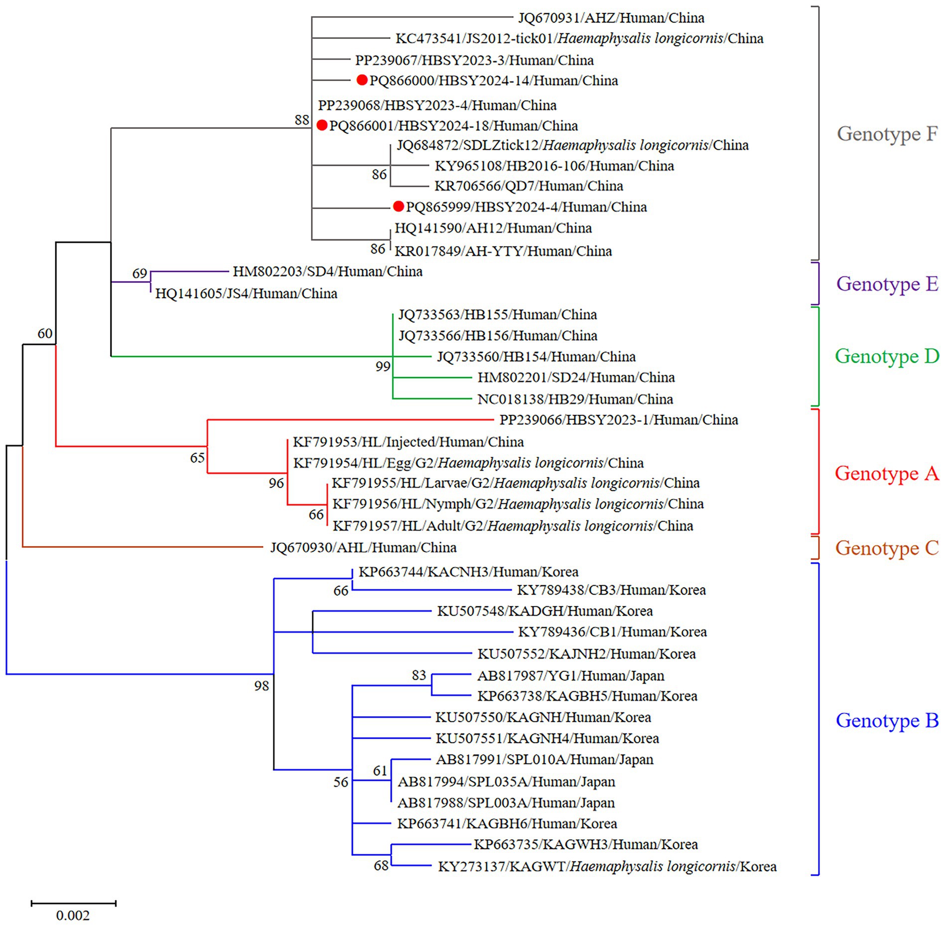 Phylogenetic tree of various genotypes labeled A to F, with branches colored in brown, red, green, blue, purple, and black. Each branch represents genetic relationships and geographic origins, such as China, Korea, and Japan, including both human and tick hosts. Bootstrap values are displayed at branch points to indicate confidence levels. The tree includes multiple sequences, with some highlighted by colored dots, signifying specific sample IDs or points of interest. Scale bar indicates genetic distance.