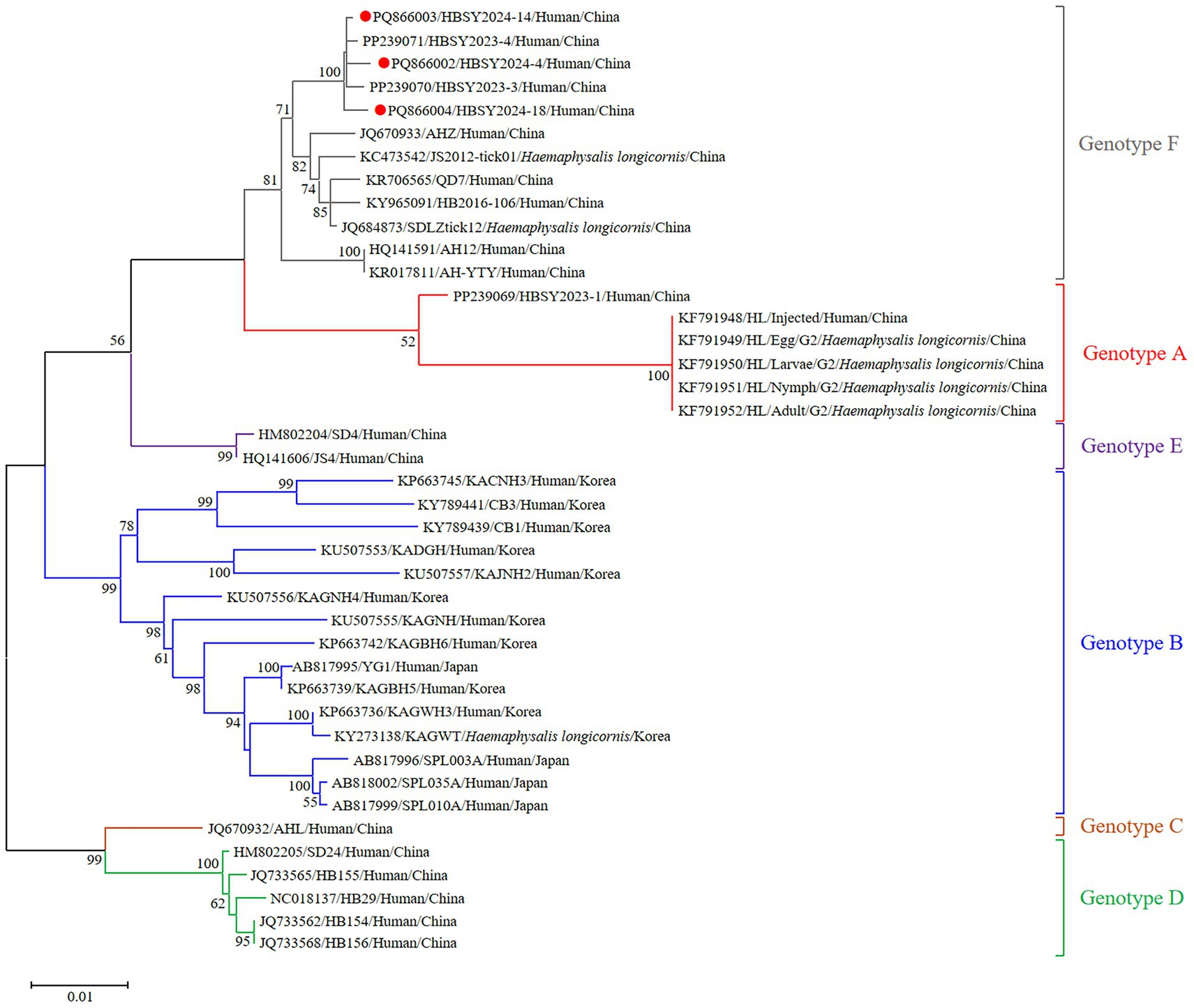 Phylogenetic tree diagram showing relationships among different virus genotypes. Lines are color-coded to indicate specific genotypes: Genotype A in red, Genotype B in blue, Genotype C in orange, Genotype D in green, Genotype E in purple, and Genotype F in black. Red dots mark specific Chinese human samples. Bootstrap values indicate statistical support for each branch. Scale bar represents evolutionary distance.
