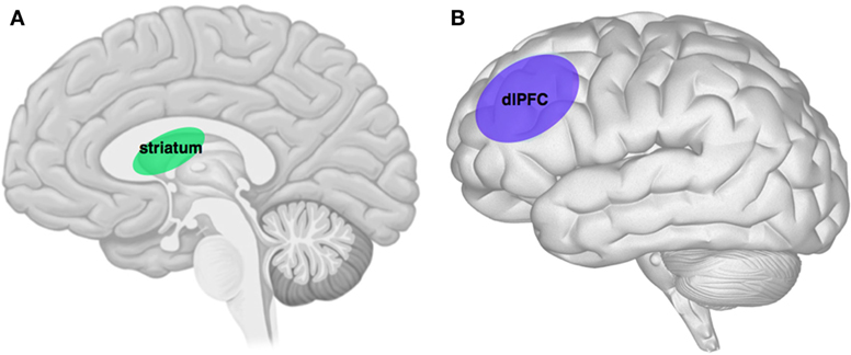 Figure 2 - A. Imagine, for this figure, that a person is standing in front of you looking left and his brain is cut in the middle, from front to back.
