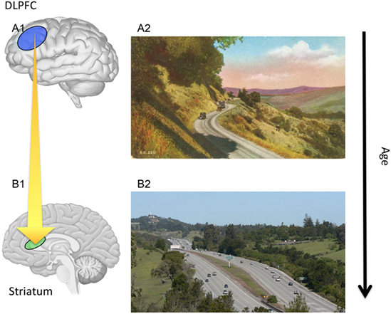 Figure 3 - A1,B1. As you get older, connections between the striatum and the dlPFC become stronger.