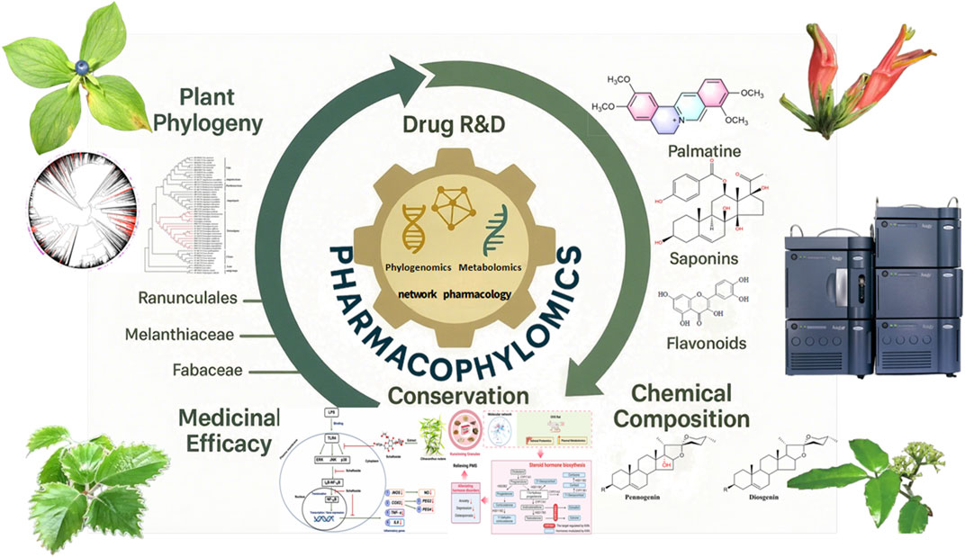 Diagram illustrating a pharmacophylogenomics framework, featuring plant phylogeny, medicinal efficacy, and chemical composition. The circle connects elements like phylogenomics, metabolomics, and network pharmacology. Includes images of plants, chemical structures, and laboratory equipment.
