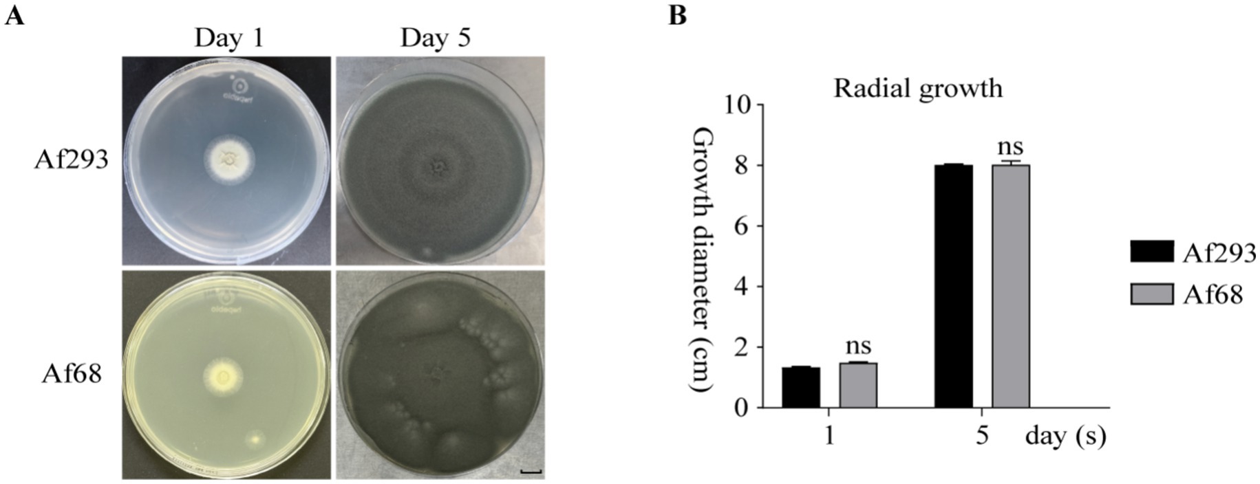 (A) Four petri dishes show fungal growth of strains Af293 and Af68 on days one and five. Day one shows minimal growth, while day five displays significant expansion for both strains. (B) Bar graph depicts radial growth diameters of the strains on days one and five, with no significant difference noted (ns) between the strains on both days.