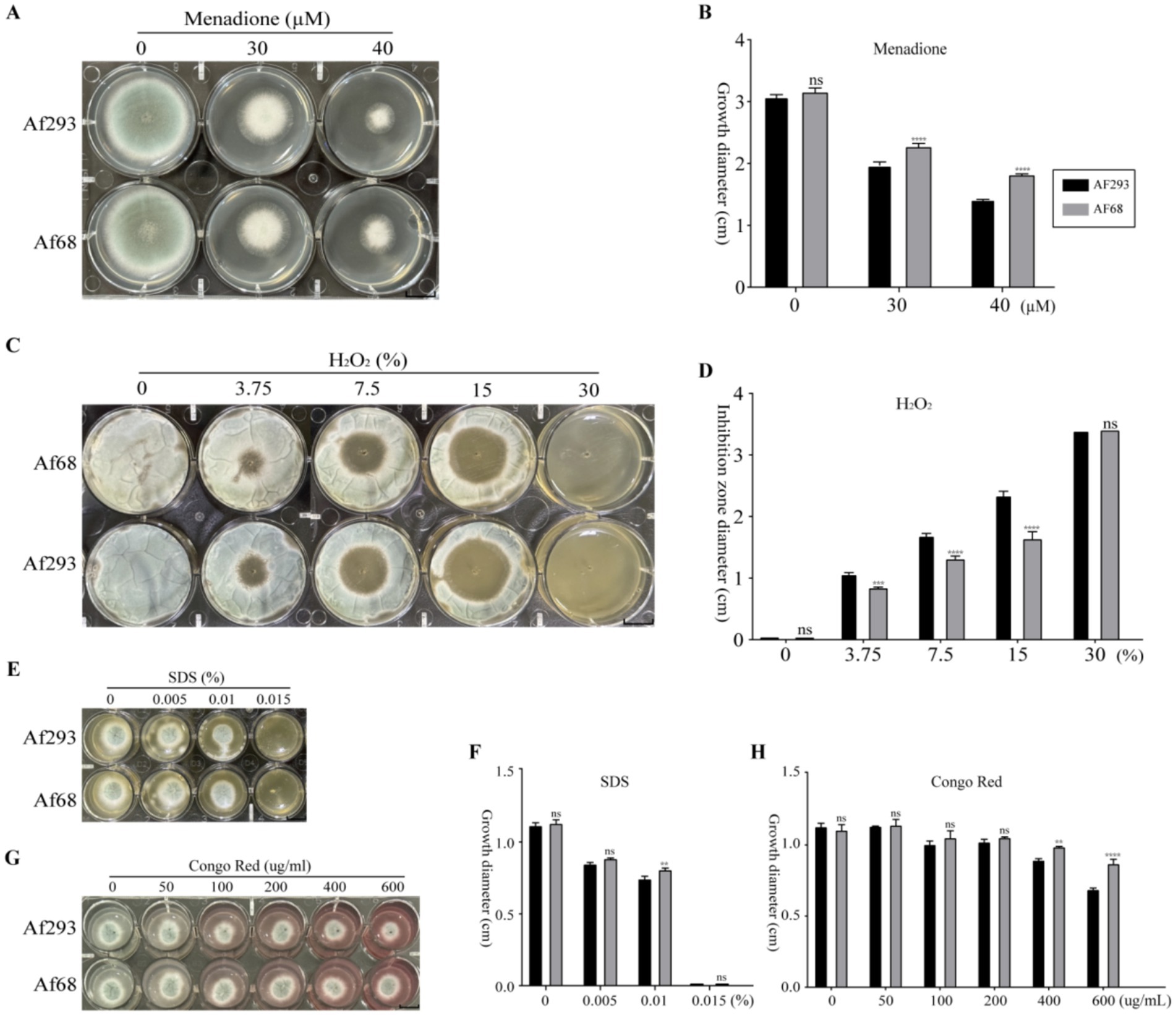 Petri dish images and graphs illustrating the effects of different concentrations of menadione, hydrogen peroxide, SDS, and Congo Red on fungal strains Af293 and Af68. Panel A shows fungal growth with menadione, and Panel B displays corresponding growth diameter measurements. Panel C and D depict growth with hydrogen peroxide and inhibition zone diameters. Panel E and F show growth with SDS and crown diameters. Panel G and H illustrate growth with Congo Red and growth diameters. Each graph contrasts results between Af293 and Af68.