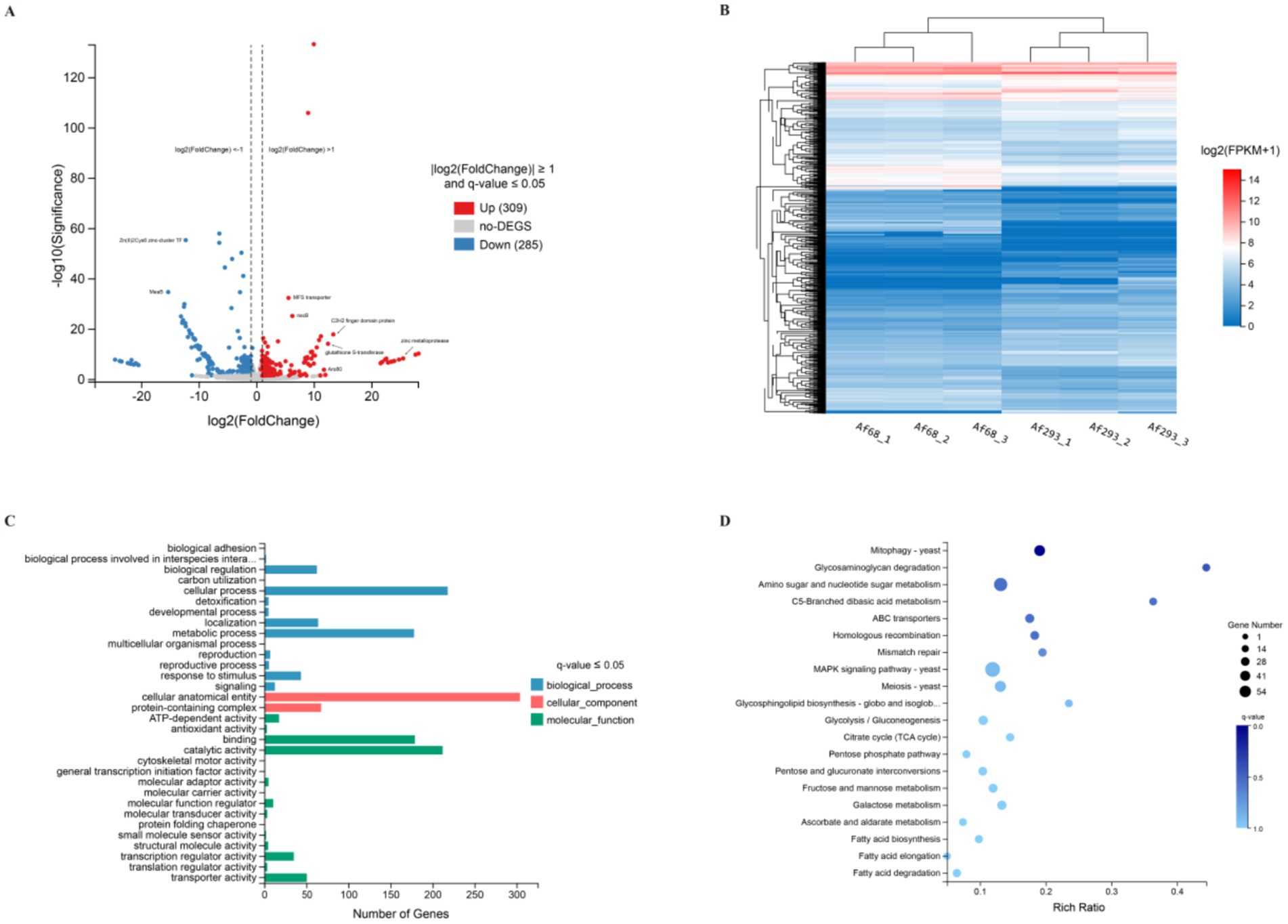 Panel A shows a volcano plot with log2 fold change on the x-axis and significance on the y-axis, highlighting differentially expressed genes. Panel B presents a heatmap with hierarchical clustering of gene expression across samples, using a color gradient to indicate expression levels. Panel C is a bar chart displaying the number of genes involved in various biological processes, cellular components, and molecular functions, grouped by significance. Panel D is a bubble plot illustrating enriched pathways, with bubbles sized by gene number and colored by q-value, plotted against rich ratio.