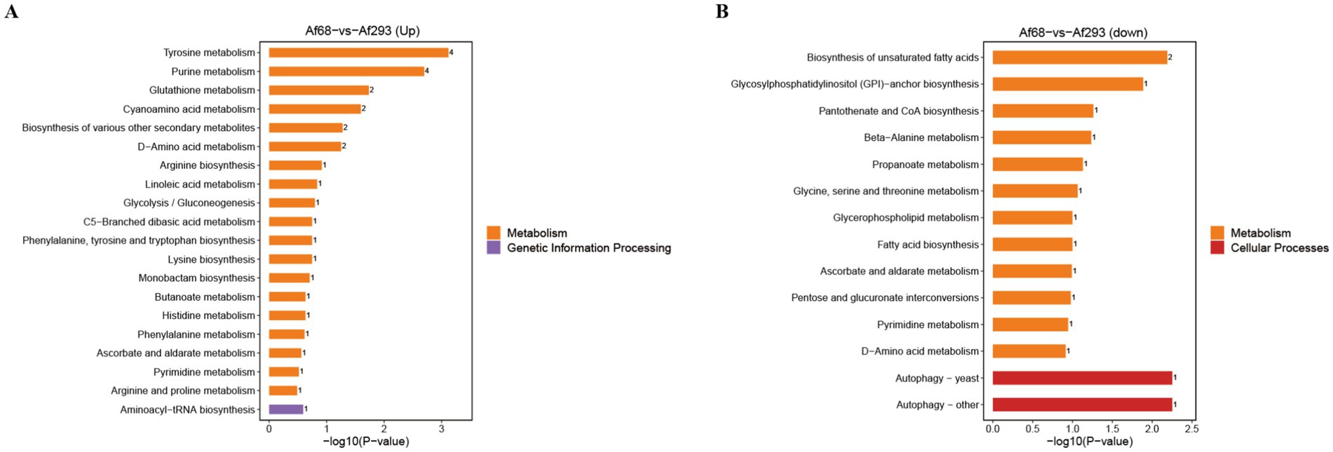 Bar charts labeled A and B compare metabolic pathways and processes between Af68 and Af293. Chart A (Up) highlights tyrosine and purine metabolism, whereas Chart B (Down) emphasizes biosynthesis of unsaturated fatty acids. Color legend identifies orange as metabolism and purple/red as genetic information processing or cellular processes. Each bar length represents the negative log of the p-value.