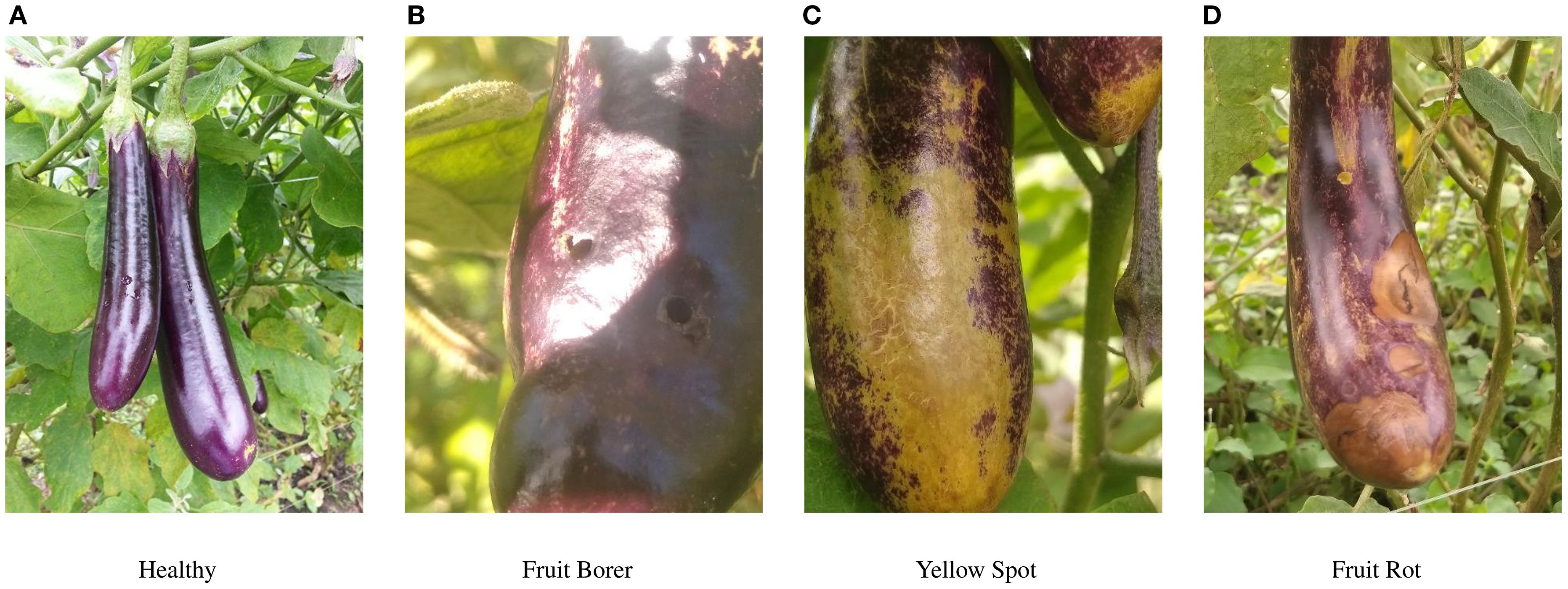 Four images of eggplants labeled A to D. A shows healthy, glossy purple eggplants. B depicts an eggplant with small holes, indicating fruit borer damage. C shows an eggplant with yellow spots, suggesting disease. D displays an eggplant with brown patches, indicating fruit rot.
