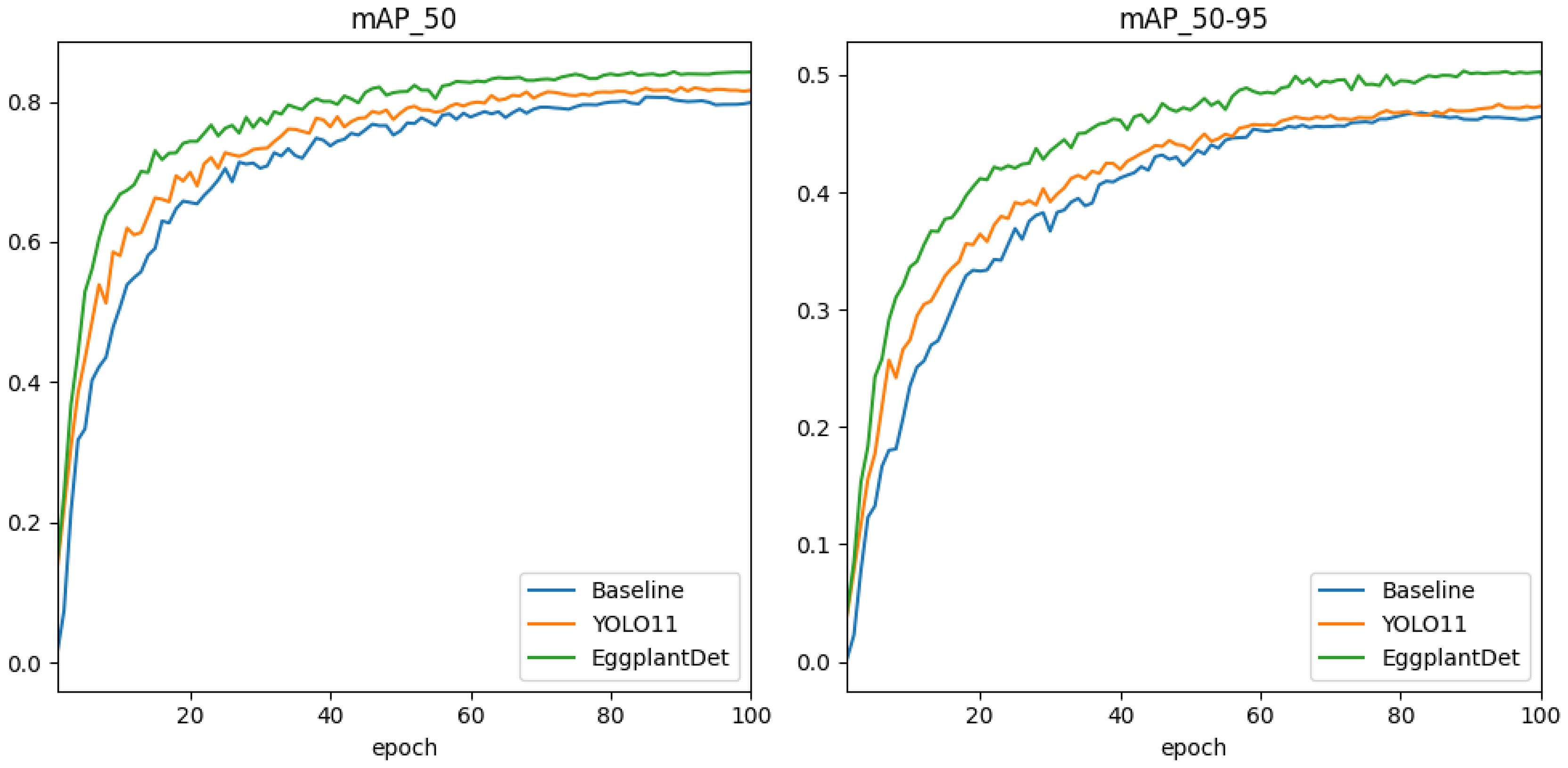 Two line graphs compare the performance of three models: Baseline, YOLO11, and EggplantDet. The left graph shows mAP_50, with EggplantDet performing best, followed by YOLO11 and Baseline. The right graph shows mAP_50-95, with a similar trend. The x-axis represents epochs from zero to one hundred.