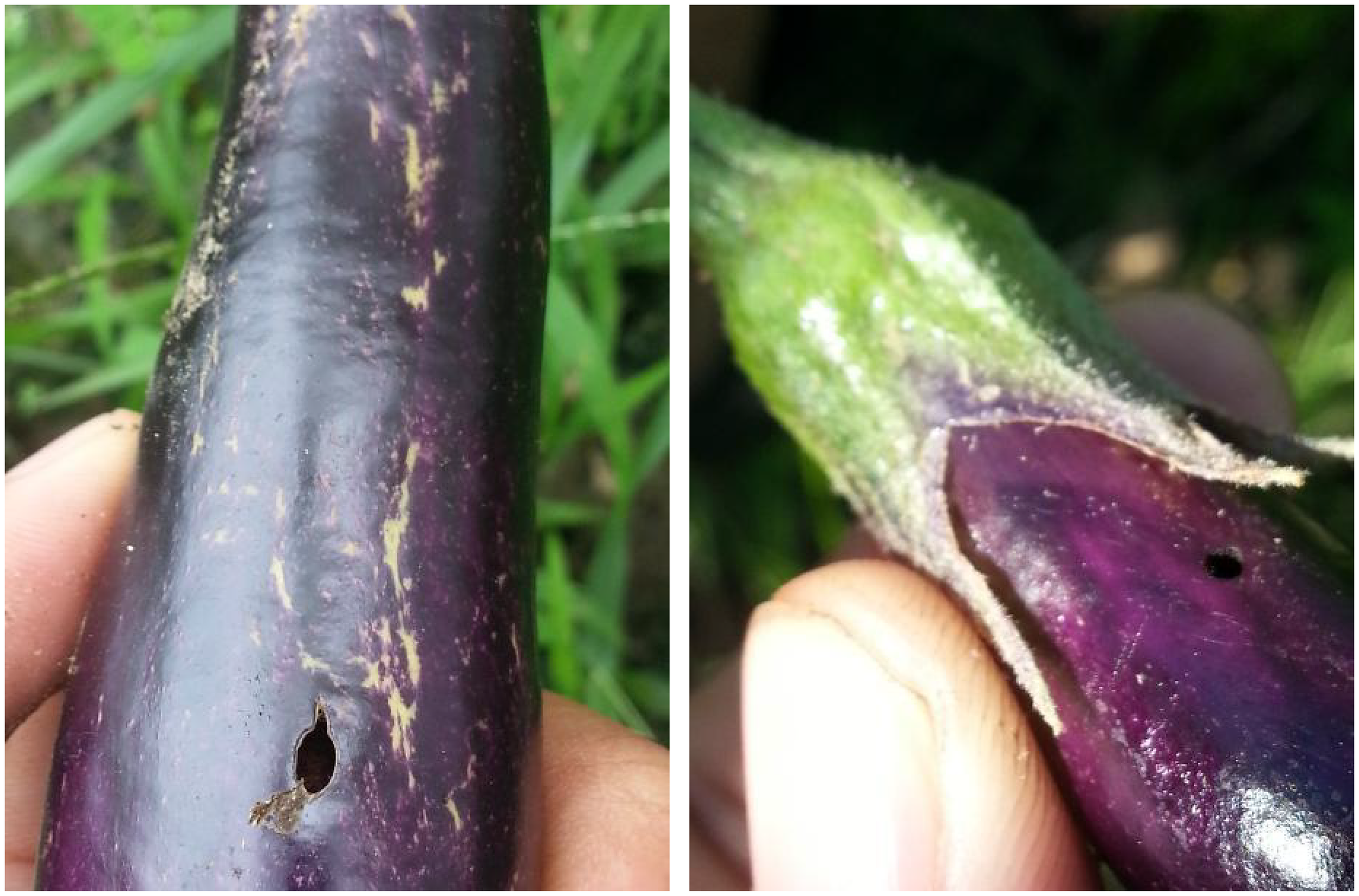 Close-up images of a purple eggplant showing damage. The left image highlights a hole and blemishes on the smooth surface. The right image shows a smaller hole near the stem, indicating pest infestation. Both images are held by a person outdoors.