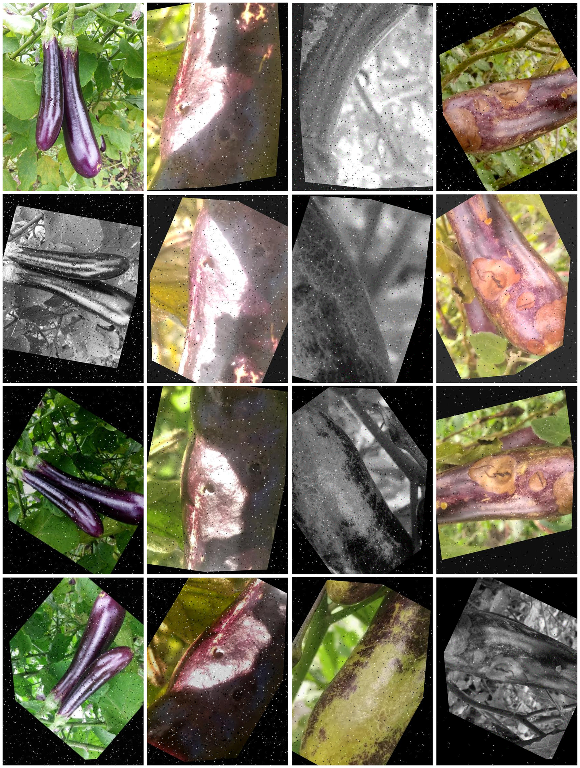 Fourteen images show eggplants with various conditions. Some are healthy, with a shiny purple surface. Others have spots, scars, or discolorations indicating possible disease or pest damage. The images include color and grayscale versions, highlighting different textures and details. The backgrounds show eggplant foliage and different viewpoints.