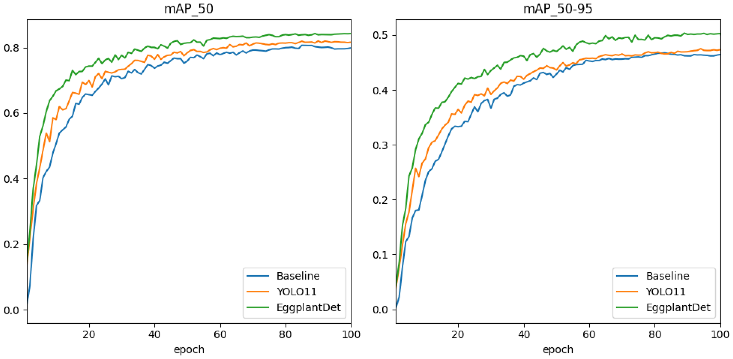 Two line graphs compare the performance of three models: Baseline, YOLO11, and EggplantDet. The left graph shows mAP_50, with EggplantDet performing best, followed by YOLO11 and Baseline. The right graph shows mAP_50-95, with a similar trend. The x-axis represents epochs from zero to one hundred.