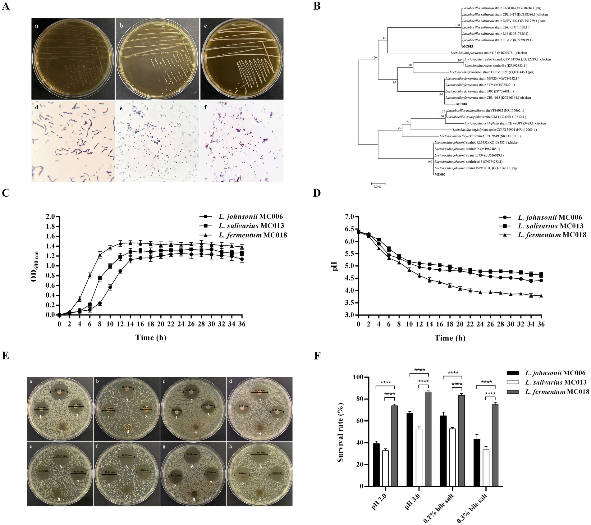 Panel A shows three Petri dishes with microbial cultures and corresponding microscopy images of bacterial cells. Panel B displays a phylogenetic tree of bacterial species. Panel C is a line graph showing optical density (OD) over time for three Lactobacillus strains. Panel D is a line graph depicting pH changes over time for the same strains. Panel E includes eight Petri dishes with zones of inhibition in an antimicrobial assay. Panel F is a bar graph showing the survival rate of bacterial strains under varying pH and salt conditions.