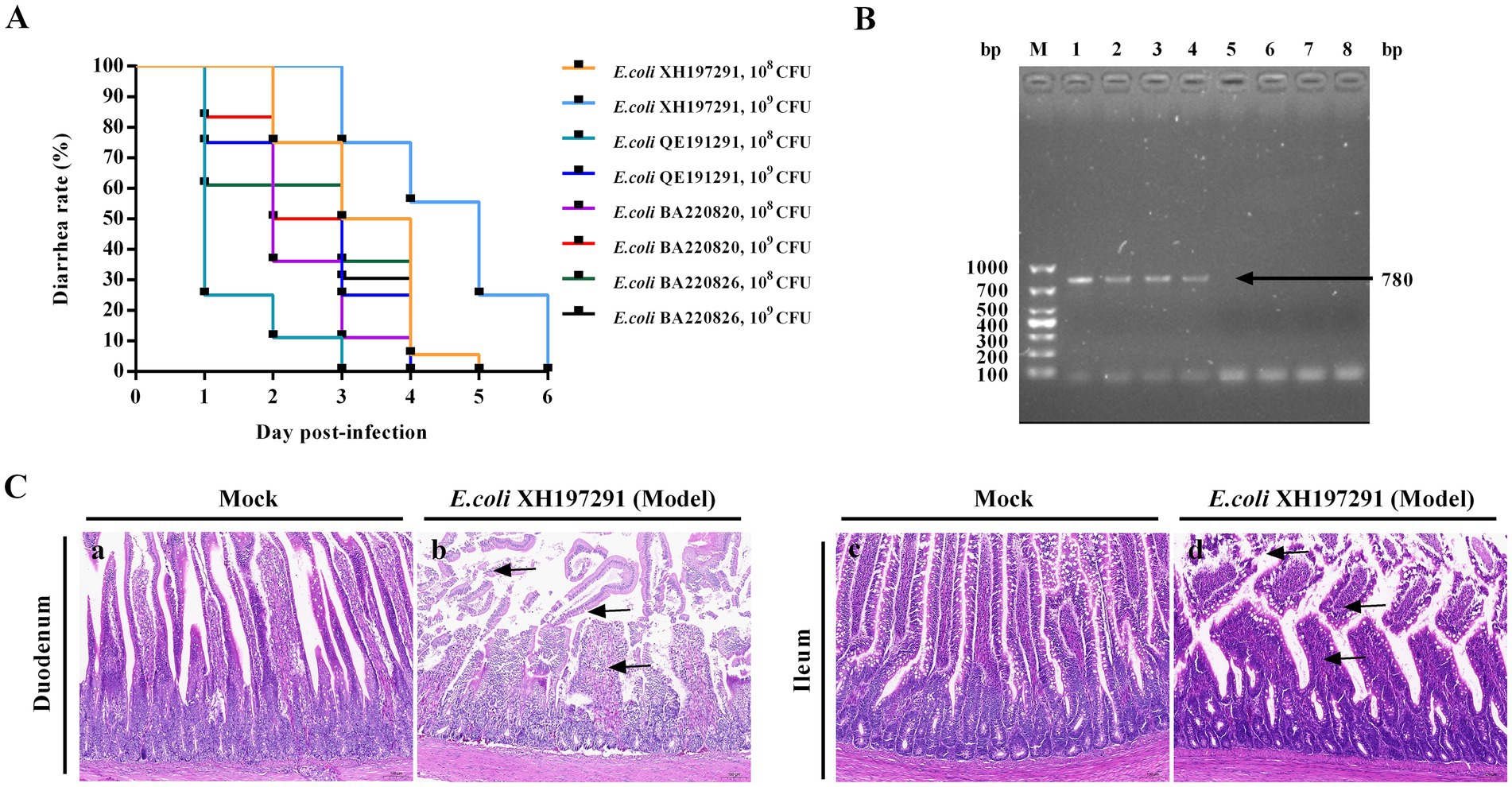Panel A depicts a survival plot showing diarrhea rates over six days post-infection with various E. coli strains at different CFU levels. Panel B shows gel electrophoresis results with a prominent band at 780 base pairs. Panel C presents histological images of the duodenum and ileum, comparing mock and E. coli XH197291 infection, with notable structural changes in the infected tissues indicated by arrows.