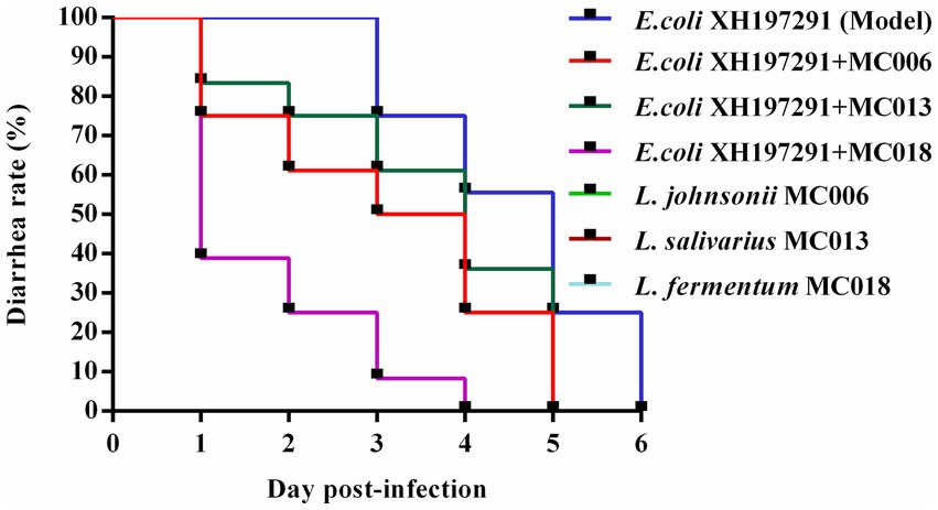 Line graph depicting the diarrhea rate as a percentage over six days post-infection. Different lines represent various bacterial strains: E. coli XH197291, its combinations with MC006, MC013, MC018, and probiotics L. johnsonii MC006, L. salivarius MC013, and L. fermentum MC018. The vertical axis shows diarrhea rates, and the horizontal axis indicates days. The legend distinguishes each strain and combination by color.