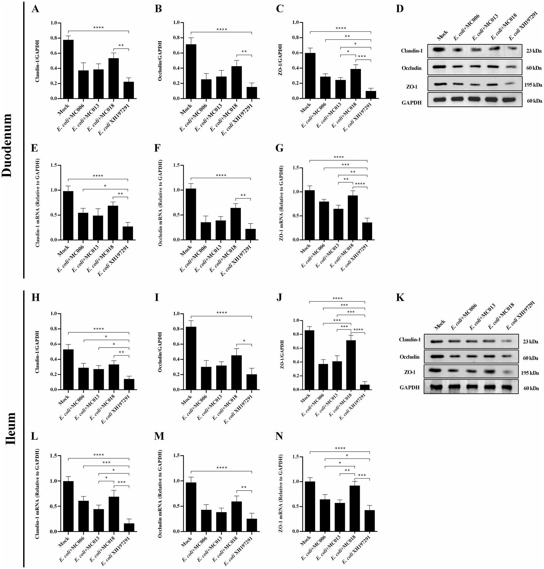 Bar graphs and Western blot images depict the effects of different E. coli strains on protein and mRNA levels in the duodenum and ileum. Panels A to G and H to N show relative expression levels of Claudin-1, Occludin, and ZO1 proteins and mRNAs. Panels D and K show Western blot results displaying bands for Claudin-1, Occludin, ZO1, and GAPDH, indicating protein expression under various E. coli treatments. Statistical significance is denoted with asterisks.