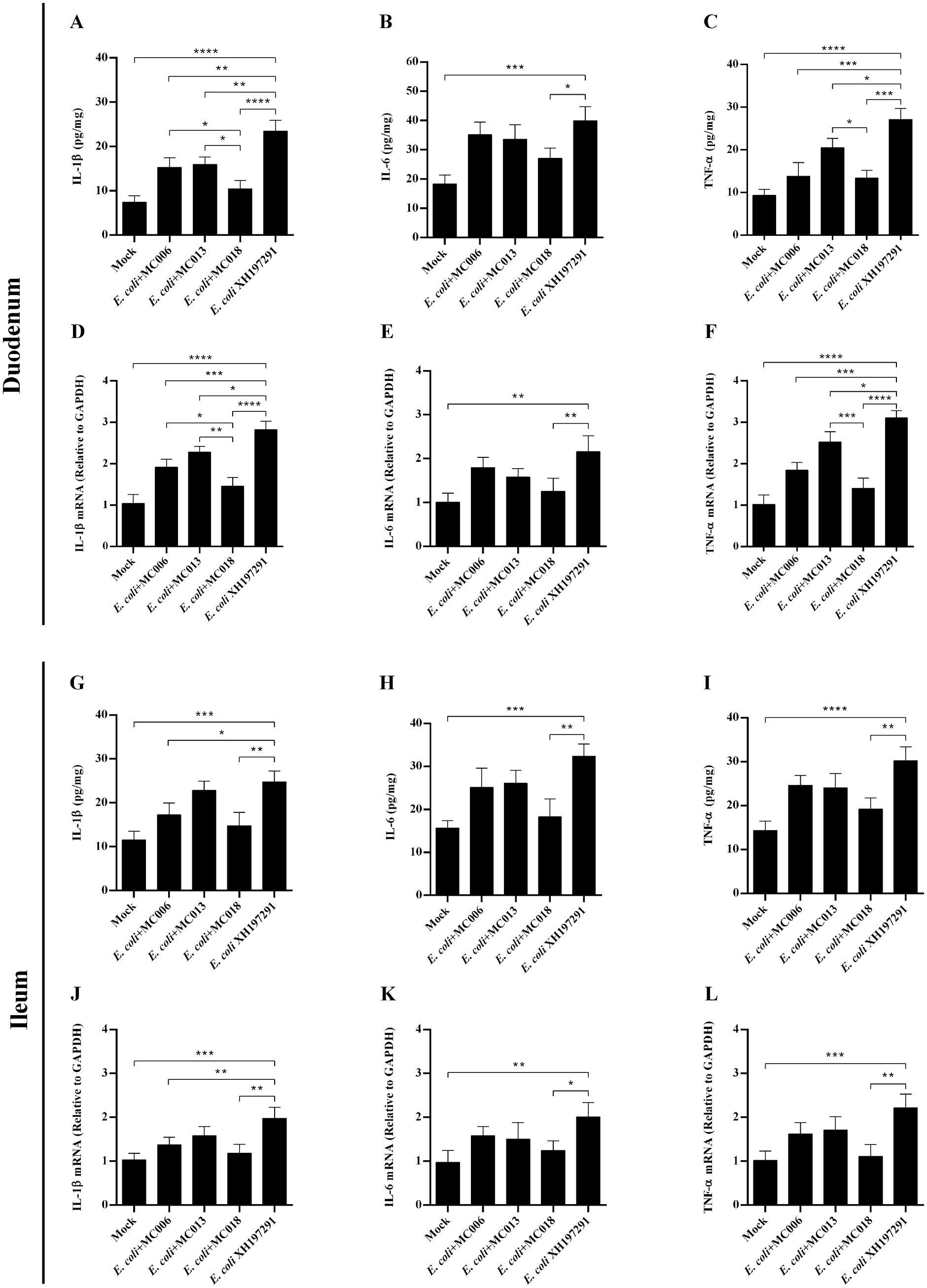 Bar graphs depicting cytokine levels and mRNA expression in the duodenum and ileum. Graphs A-F show IL-1β, IL-6, and TNF-α levels in the duodenum, while G-L show the same markers in the ileum. Different E. coli strains are compared, with statistical significance indicated.
