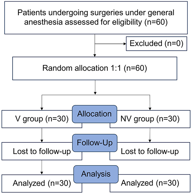Flowchart of a study with 60 patients undergoing surgeries under general anesthesia. No patients are excluded. Random allocation divides them equally into V group and NV group, 30 each. No patients are lost to follow-up. All 30 in each group are analyzed.