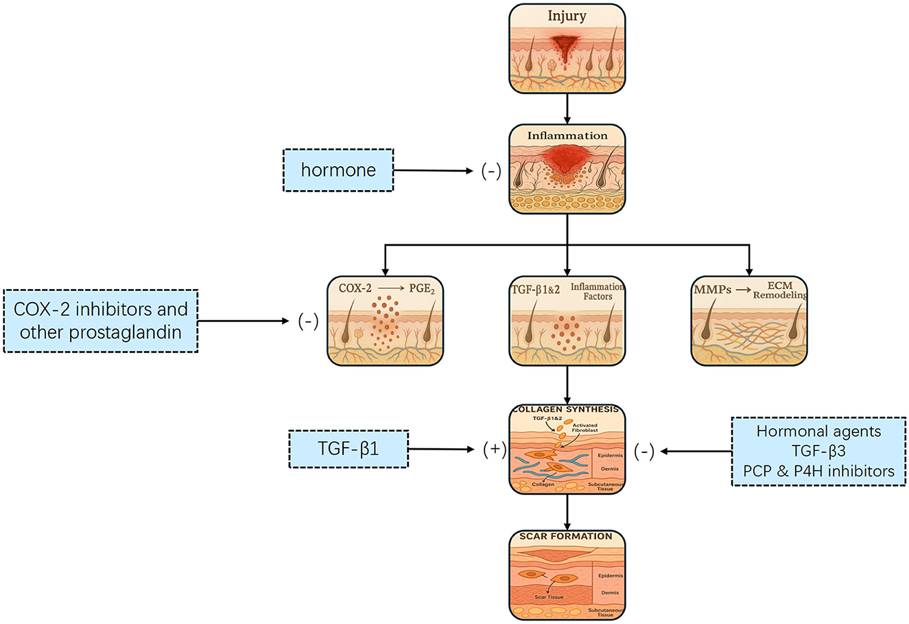 Flowchart illustrating the wound healing process, showing pathways from injury to scar formation. It includes inflammation, collagen synthesis, and ECM remodeling stages. Hormones, COX-2 inhibitors, and hormonal agents influence the process.